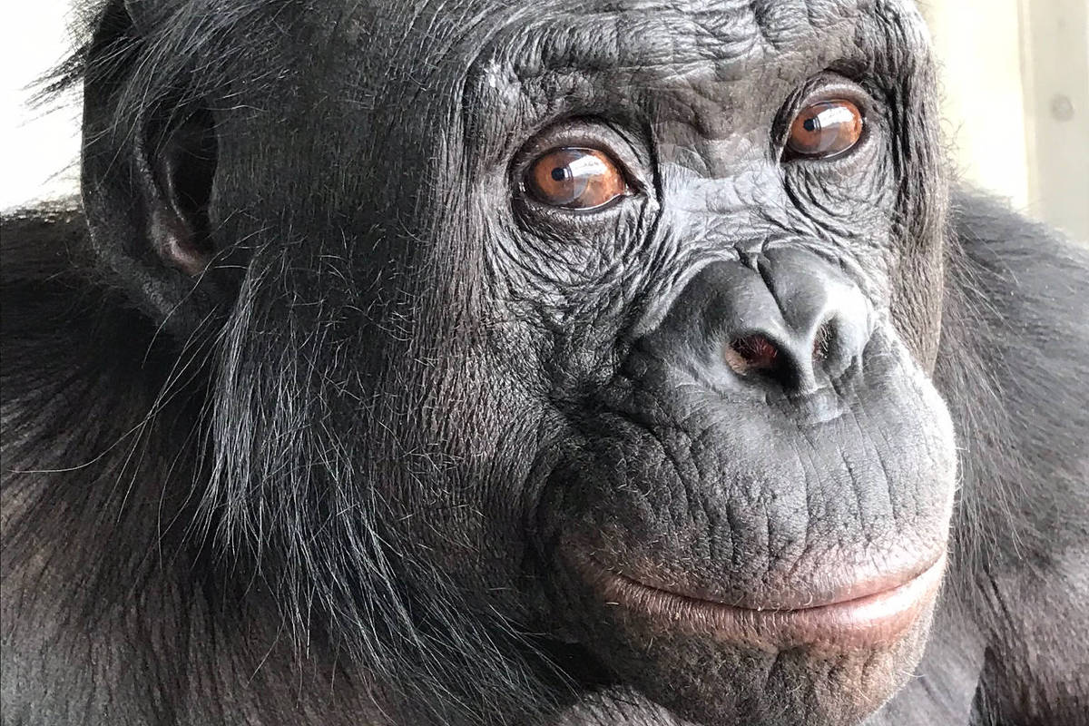 A imagem mostra um bonobo com pelagem escura e um olhar expressivo. O animal está posicionado de lado, com a cabeça levemente inclinada, destacando seu rosto e olhos grandes. O fundo é claro e desfocado, sugerindo um ambiente interno.