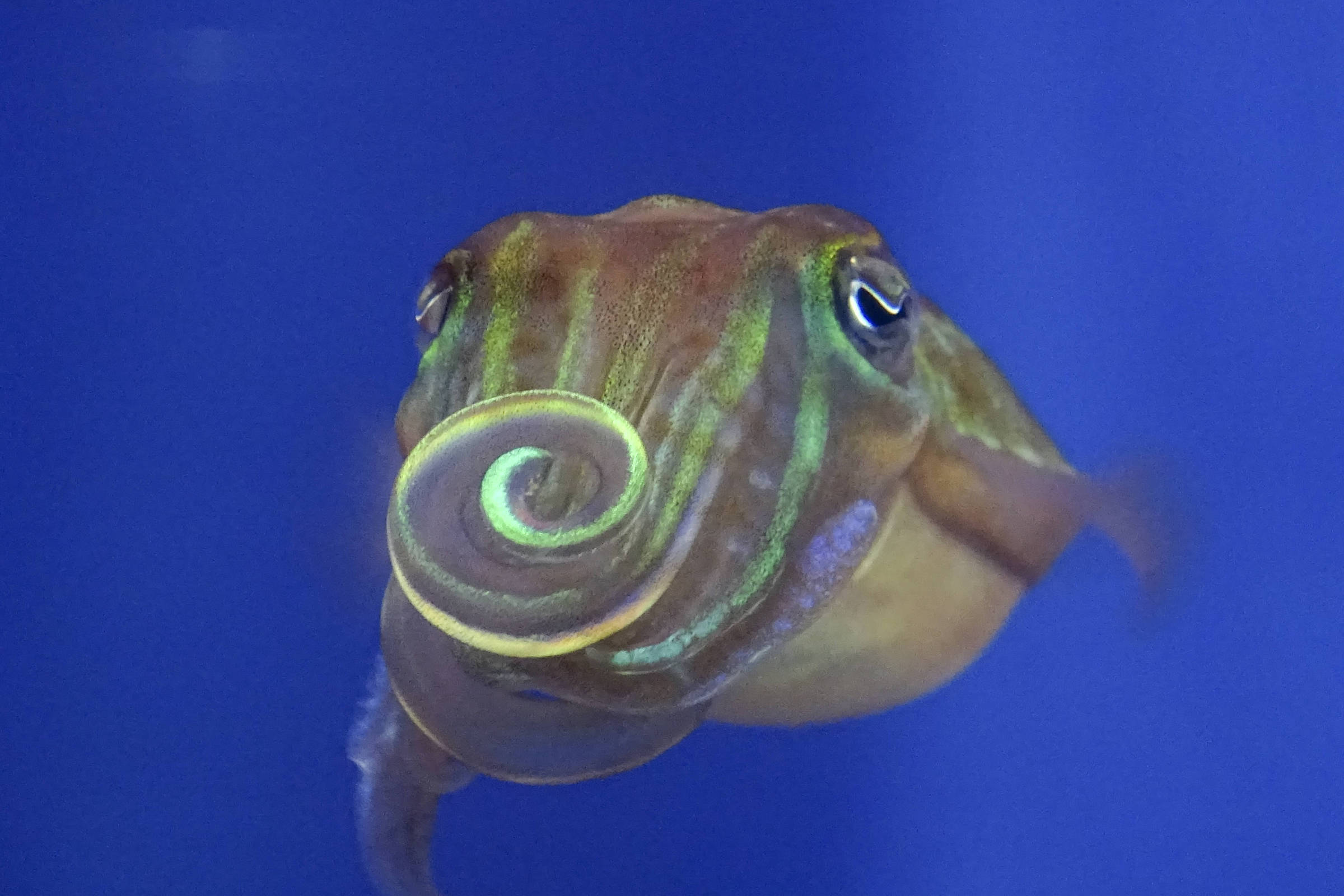 Choco com corpo listrado em tons de marrom e branco nada em águas azuis claras. Fundo marinho desfocado destaca o animal.