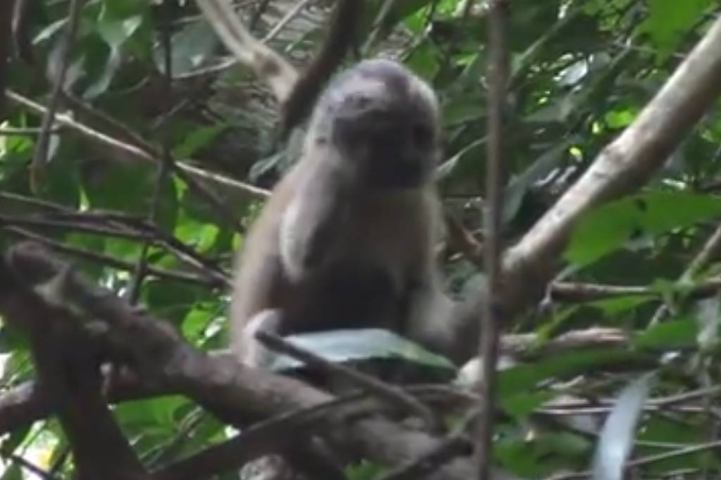 Macaco pequeno sentado em galho de árvore cercado por folhas verdes em ambiente de floresta densa.