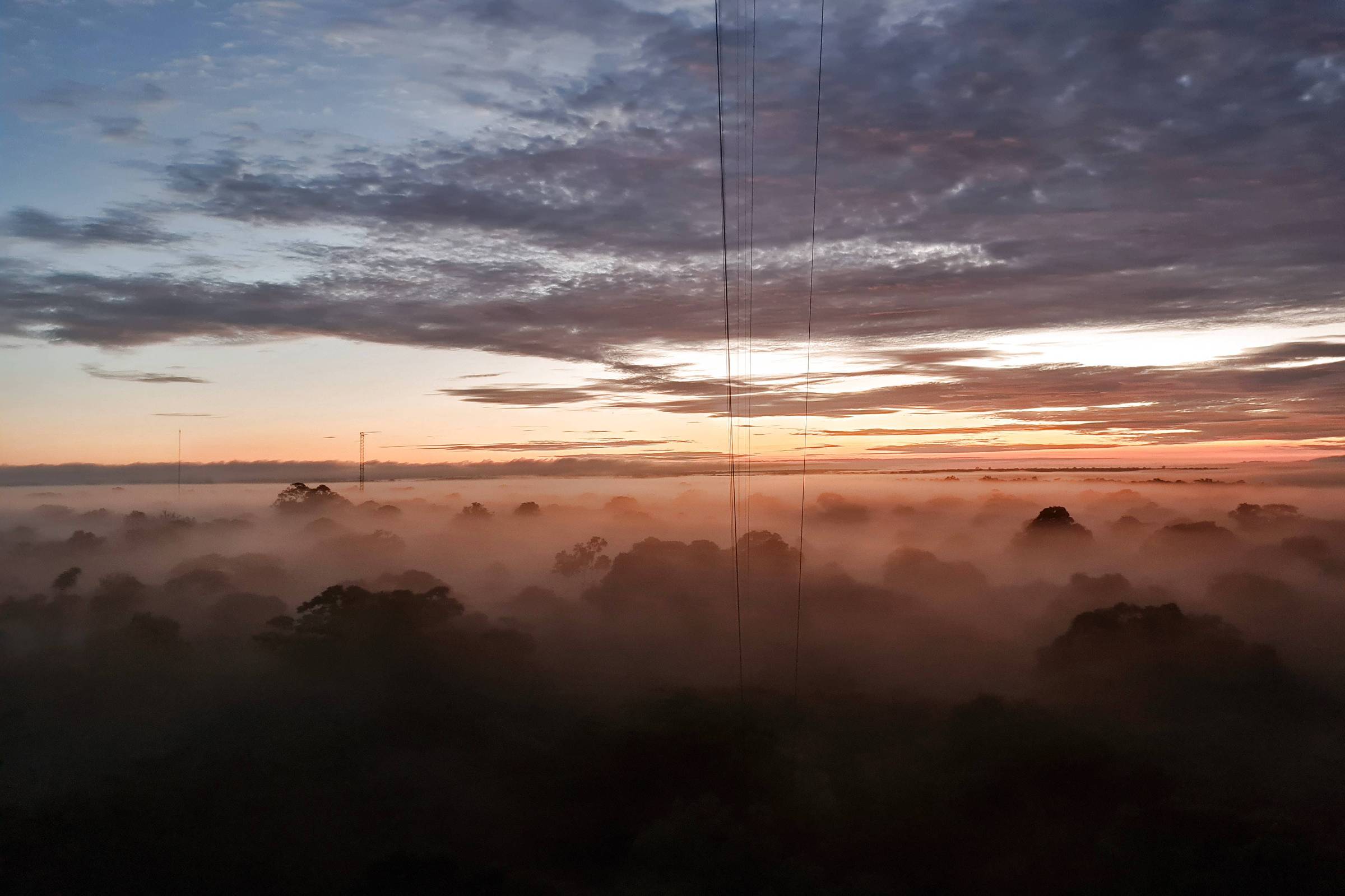 Neblina da amazônia carrega bactérias e fungos vivos - 04/03/2026 - Ciência