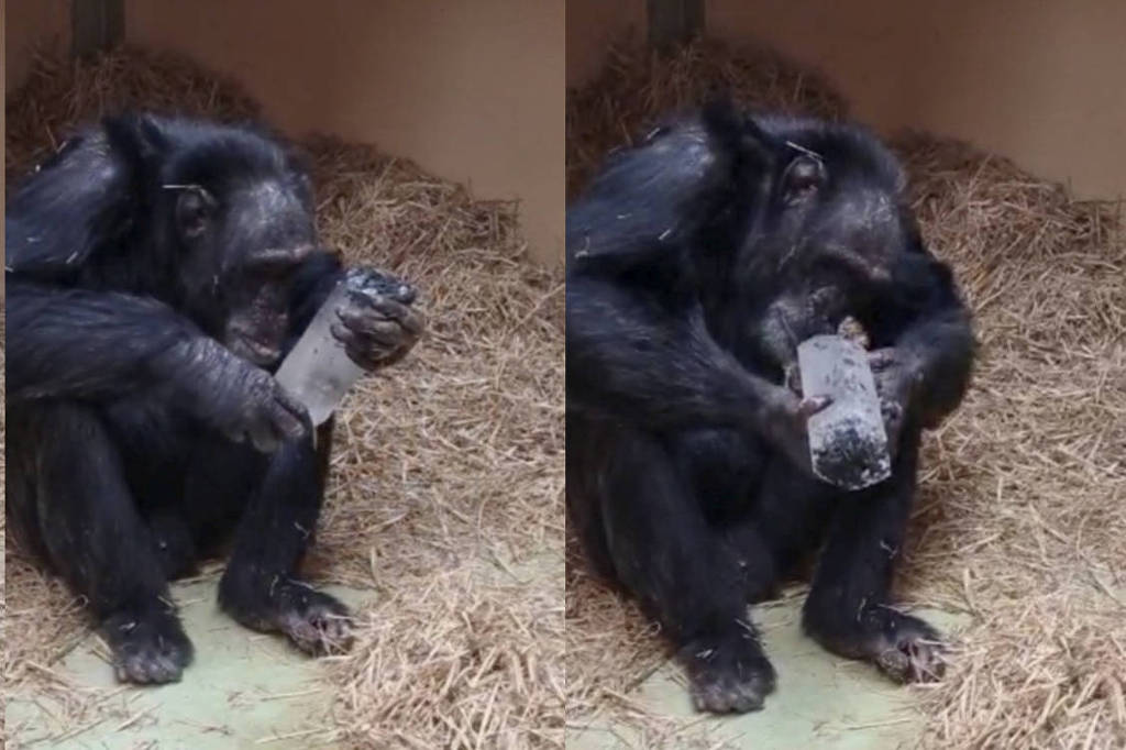 Imagens lado a lado mostram um chimpanzé sentado em chão coberto por palha, segurando e examinando um objeto retangular cinza (um cristal).
