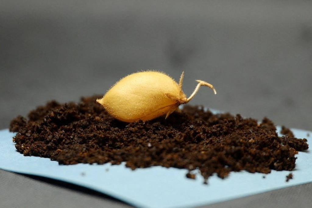 Bulbo amarelo de planta repousa sobre terra escura espalhada em um pedaço de papel azul, com fundo desfocado cinza.