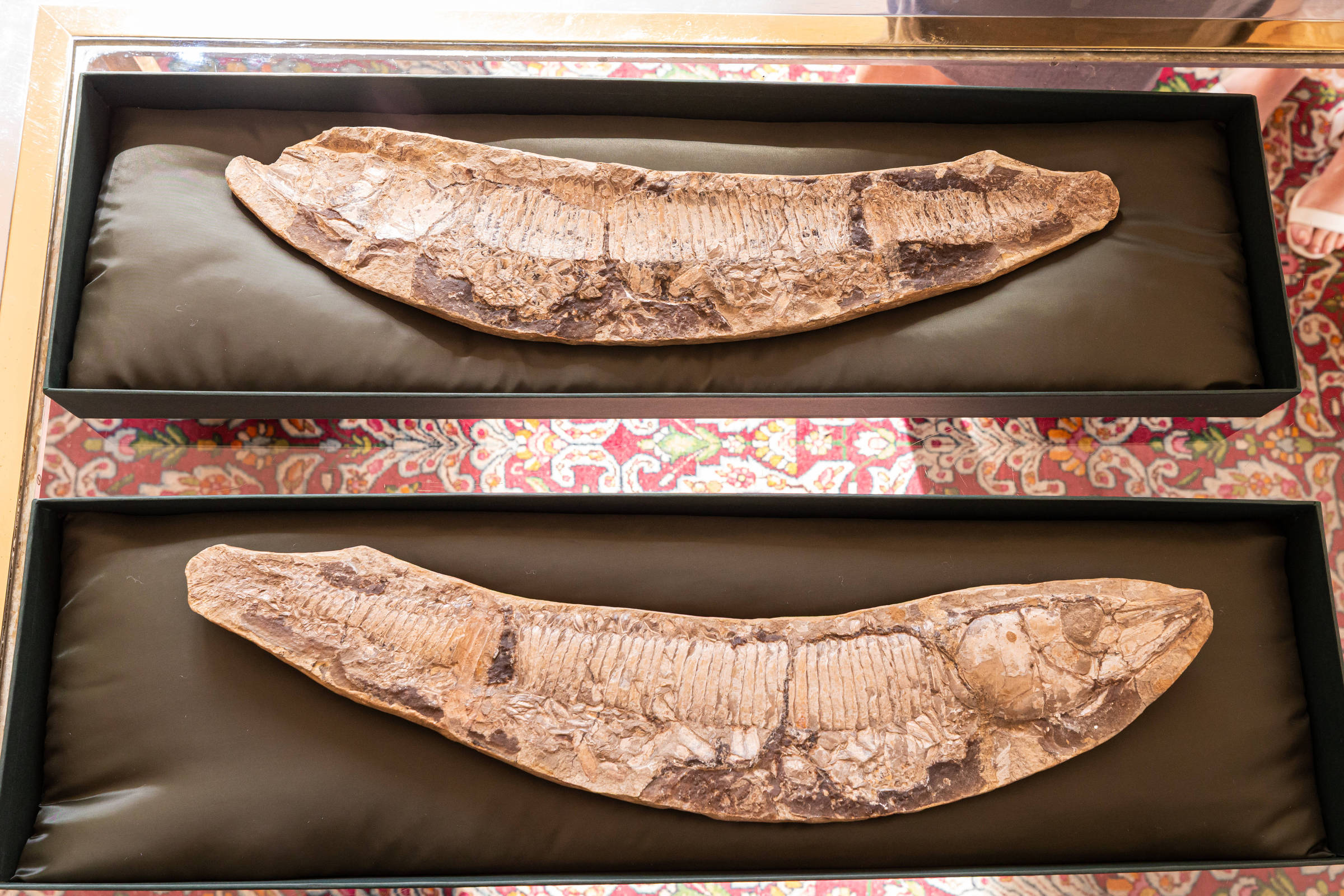 Dois fósseis de dentes grandes, alongados e curvados, estão dispostos horizontalmente em caixas retangulares acolchoadas com tecido preto. O fundo das caixas é colocado sobre uma superfície com padrão decorativo colorido.