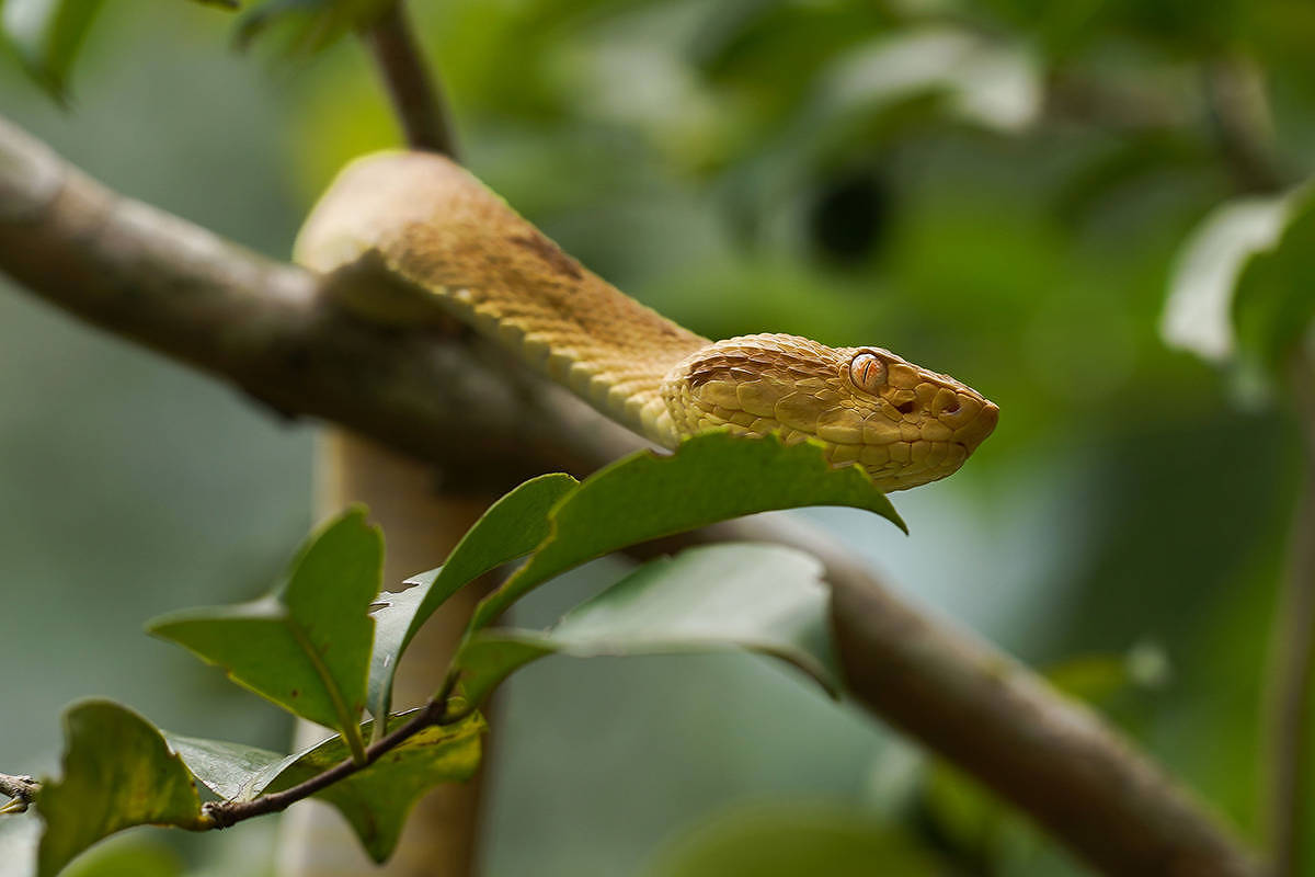 Cobra amarela repousa sobre um galho de árvore cercado por folhas verdes em ambiente natural.
