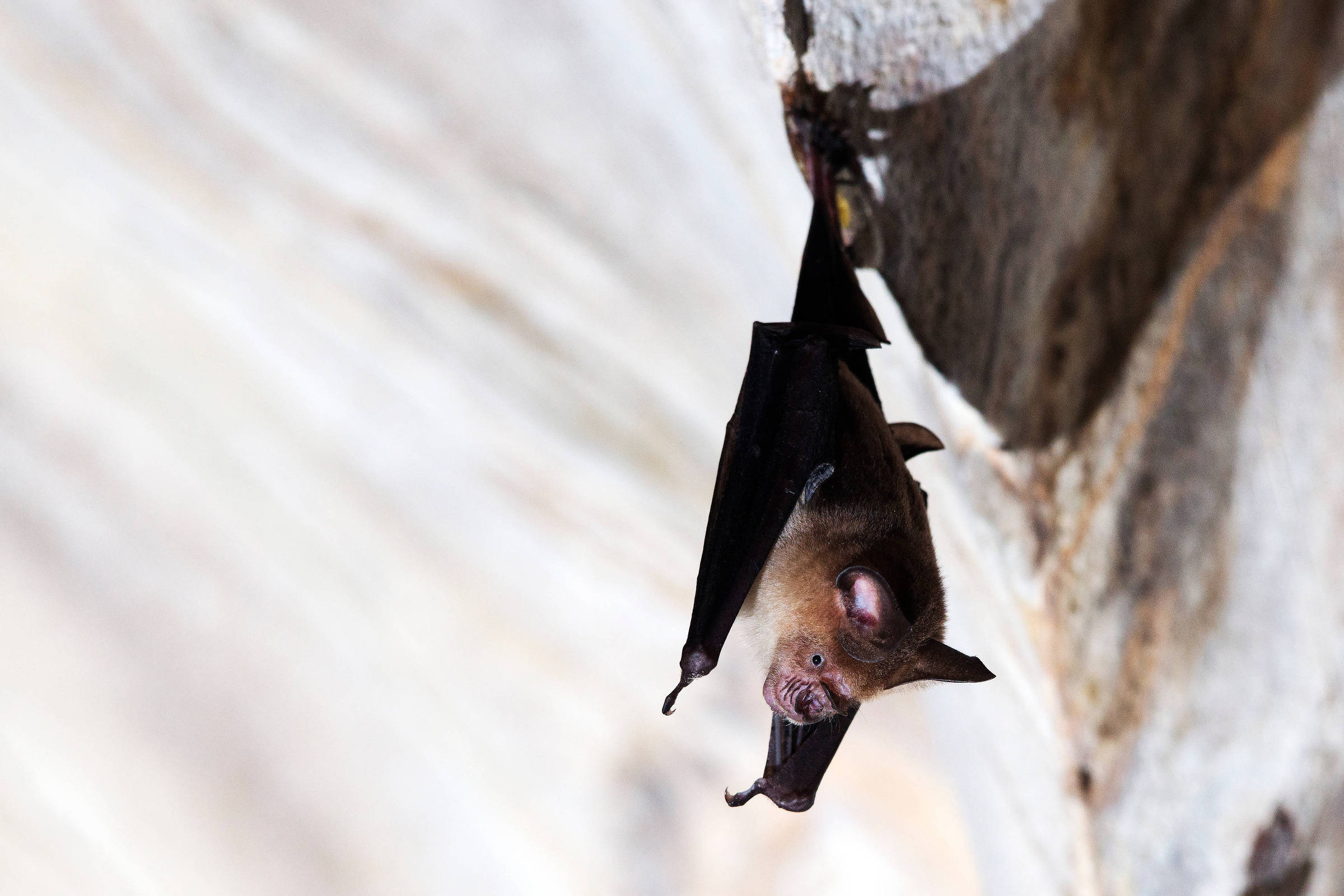 Morcego pendurado de cabeça para baixo em uma parede de pedra clara, com as asas parcialmente abertas e a boca entreaberta.