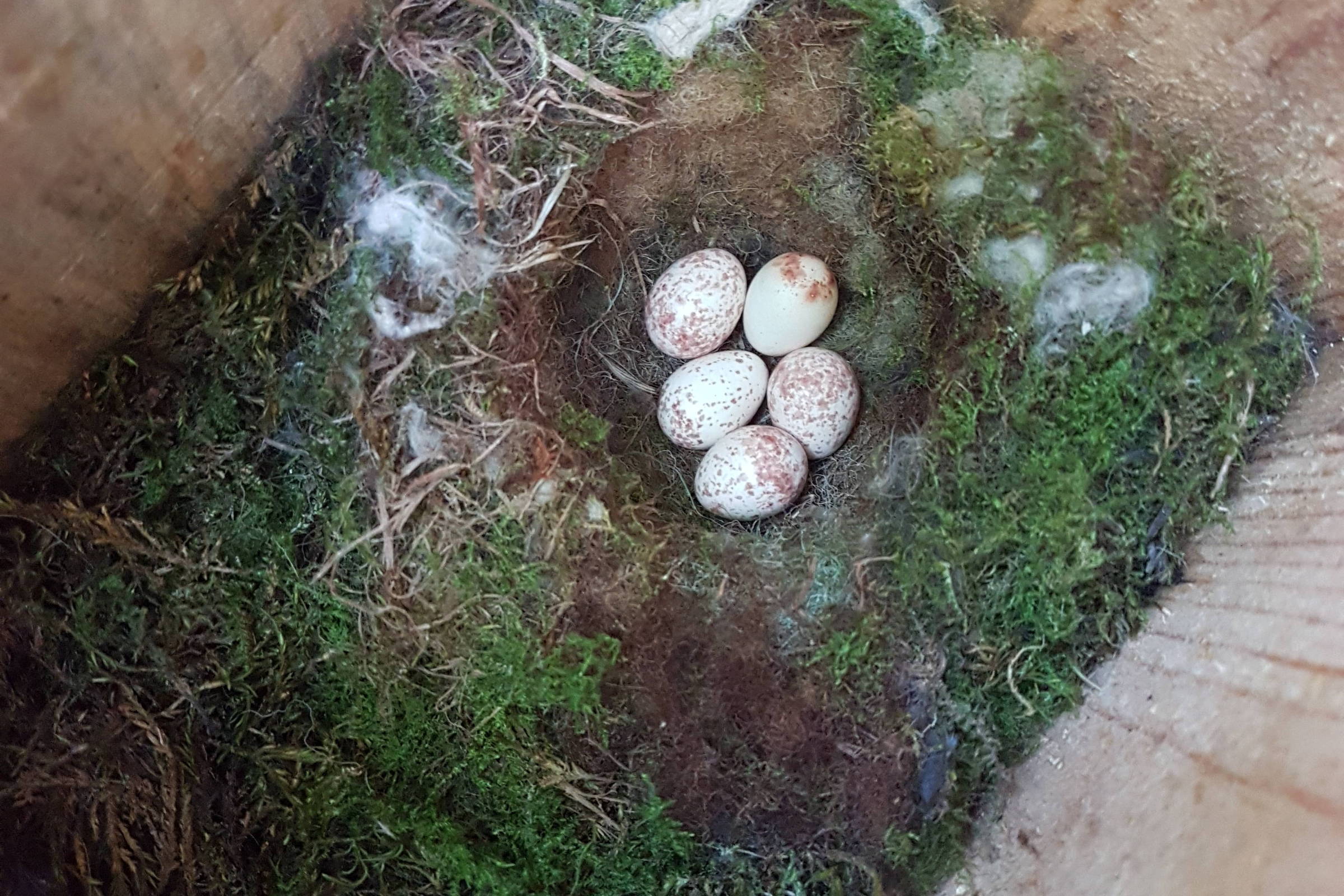 Ninho feito de folhas e fibras de filtro de cigarro dentro de uma caixa de madeira, contendo cinco ovos brancos agrupados no centro.