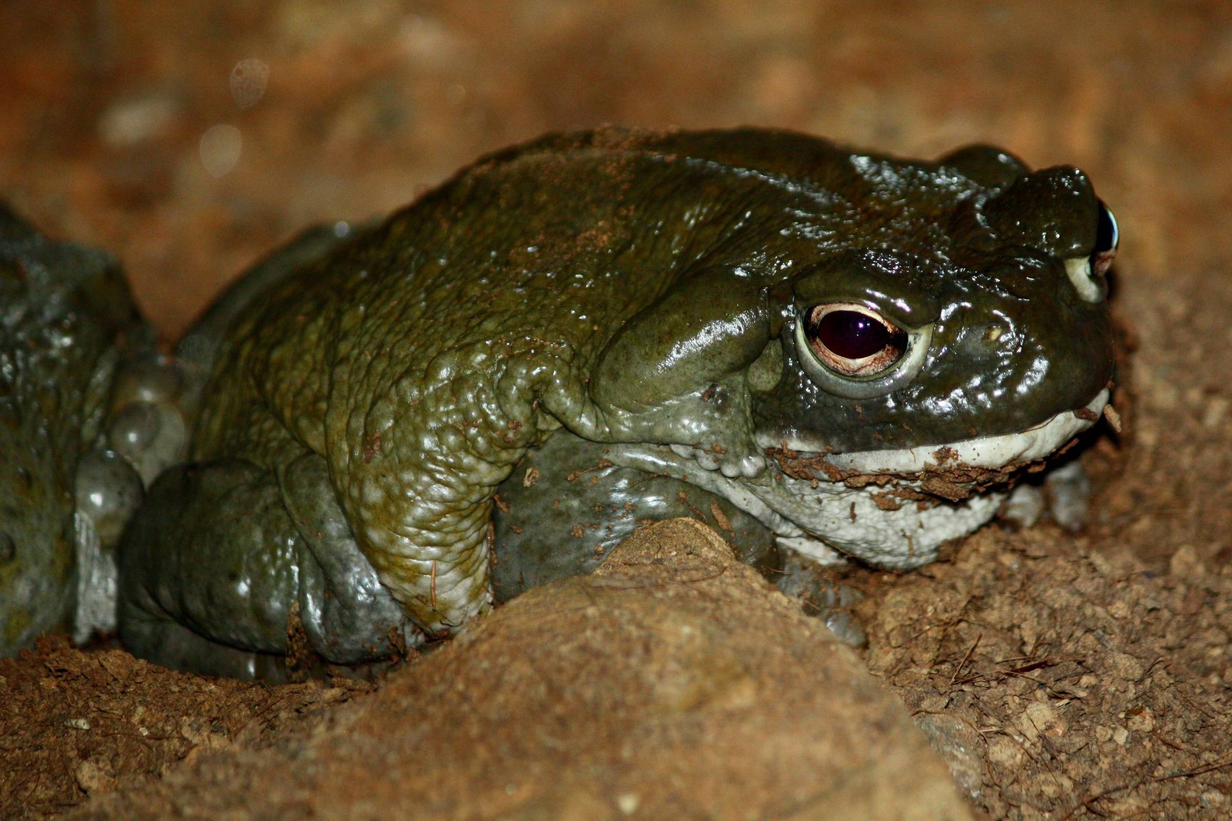 Sapo esverdeado com protuberância alongada atrás do olho