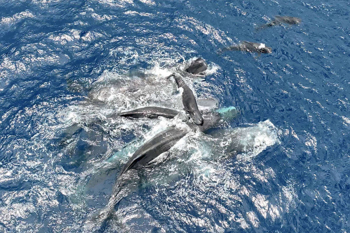 Vários cachalotes nadam juntos em águas azuis do oceano, criando espuma e ondulações na superfície.