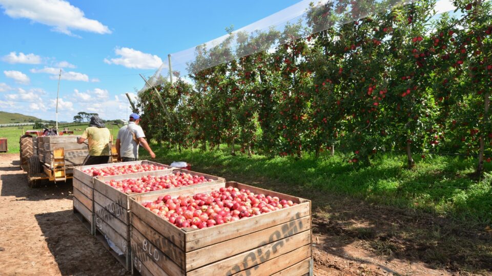 Bolsa Família dificulta contratação em pomares de maçã
