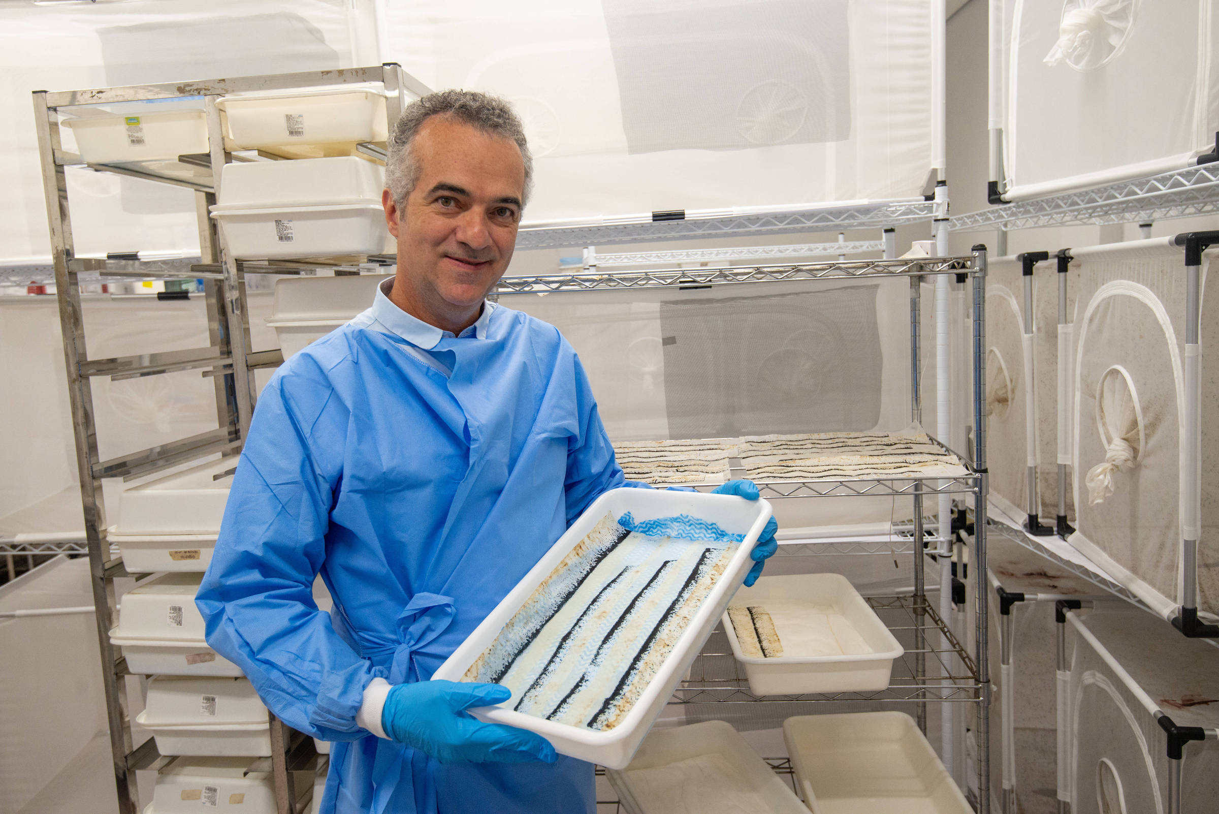 Homem com jaleco azul, luvas e máscara abaixada segura bandeja branca com amostras organizadas em linhas. Ambiente de laboratório com prateleiras metálicas e recipientes plásticos ao fundo.