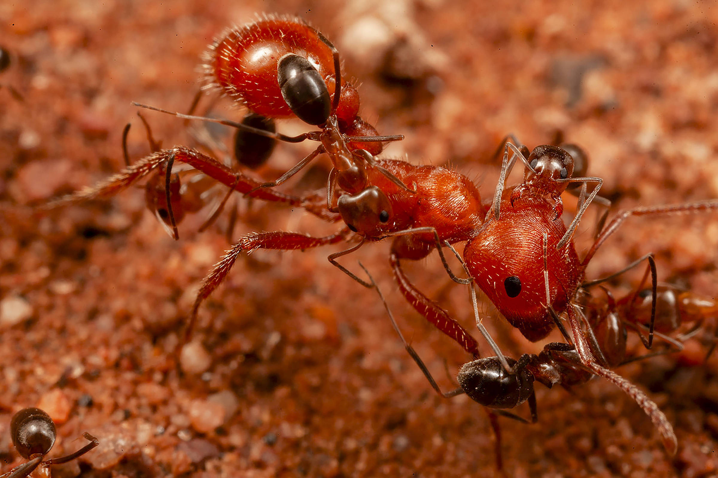 Duas formigas vermelhas em close, uma segurando uma formiga menor preta no solo avermelhado. Detalhes das pernas e antenas visíveis.