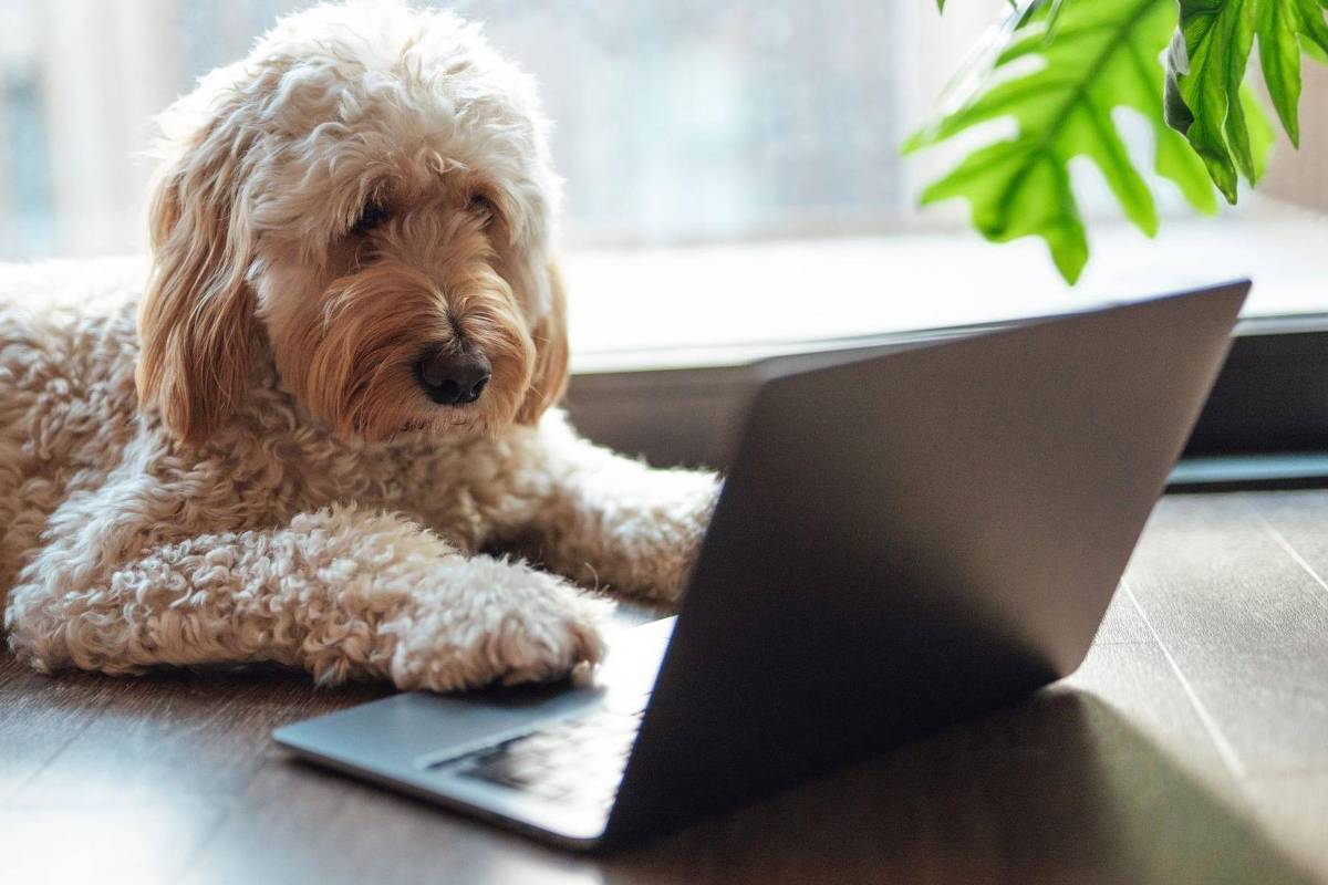 Cachorro de pelo encaracolado claro deitado no chão de madeira próximo a uma janela, com uma pata tocando um laptop preto aberto. Folhas verdes de planta pendem no canto superior direito da imagem.