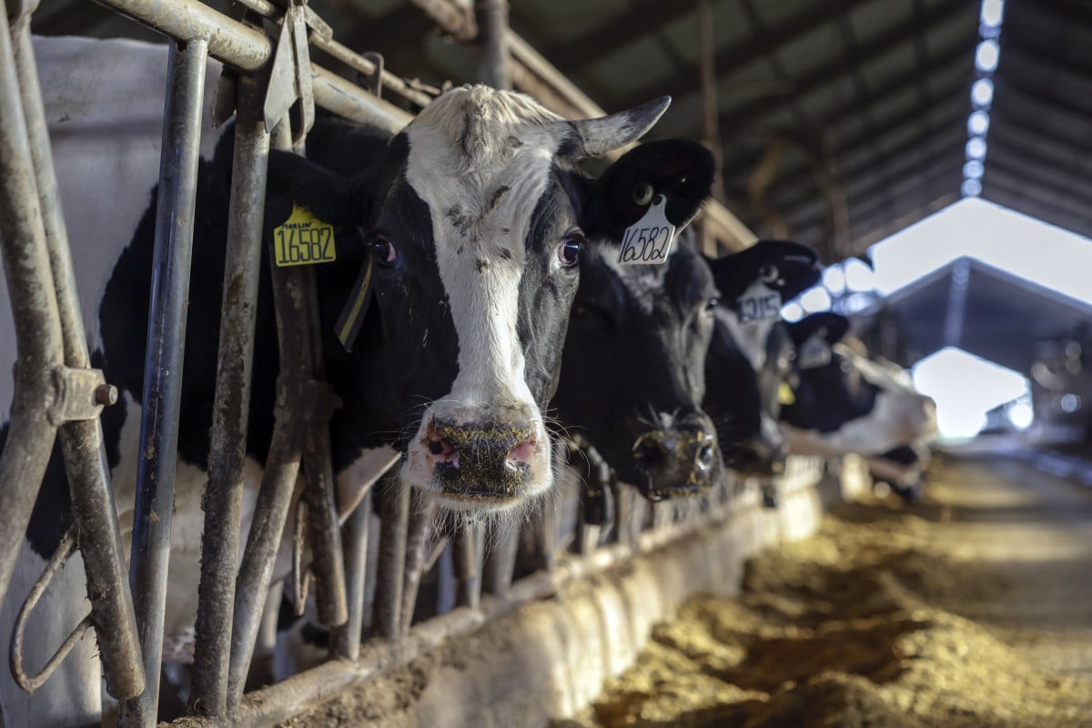 FPA: projeto que veda compra pública de leite importado avança na Câmara