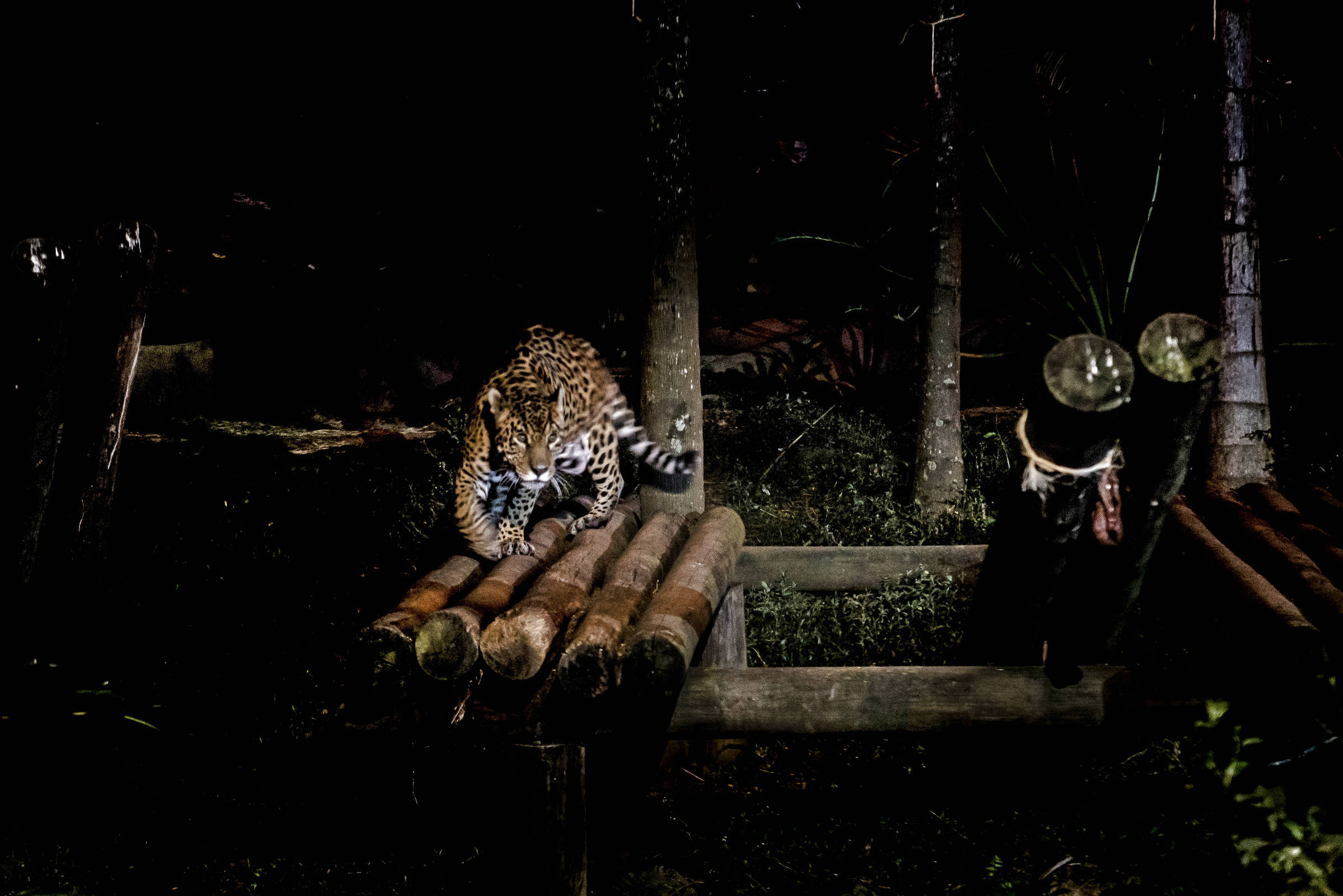 Em Julho o zoologico de São Paulo vai abrir a noite para visitação buscando  levar ao publico a observação de habitos noturnos dos animais. Onça pintada