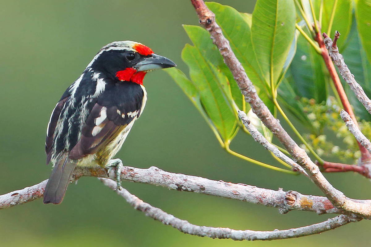 Pássaro preto com manchas brancas e vermelhas pousado em galho seco. Folhas verdes ao fundo desfocado.