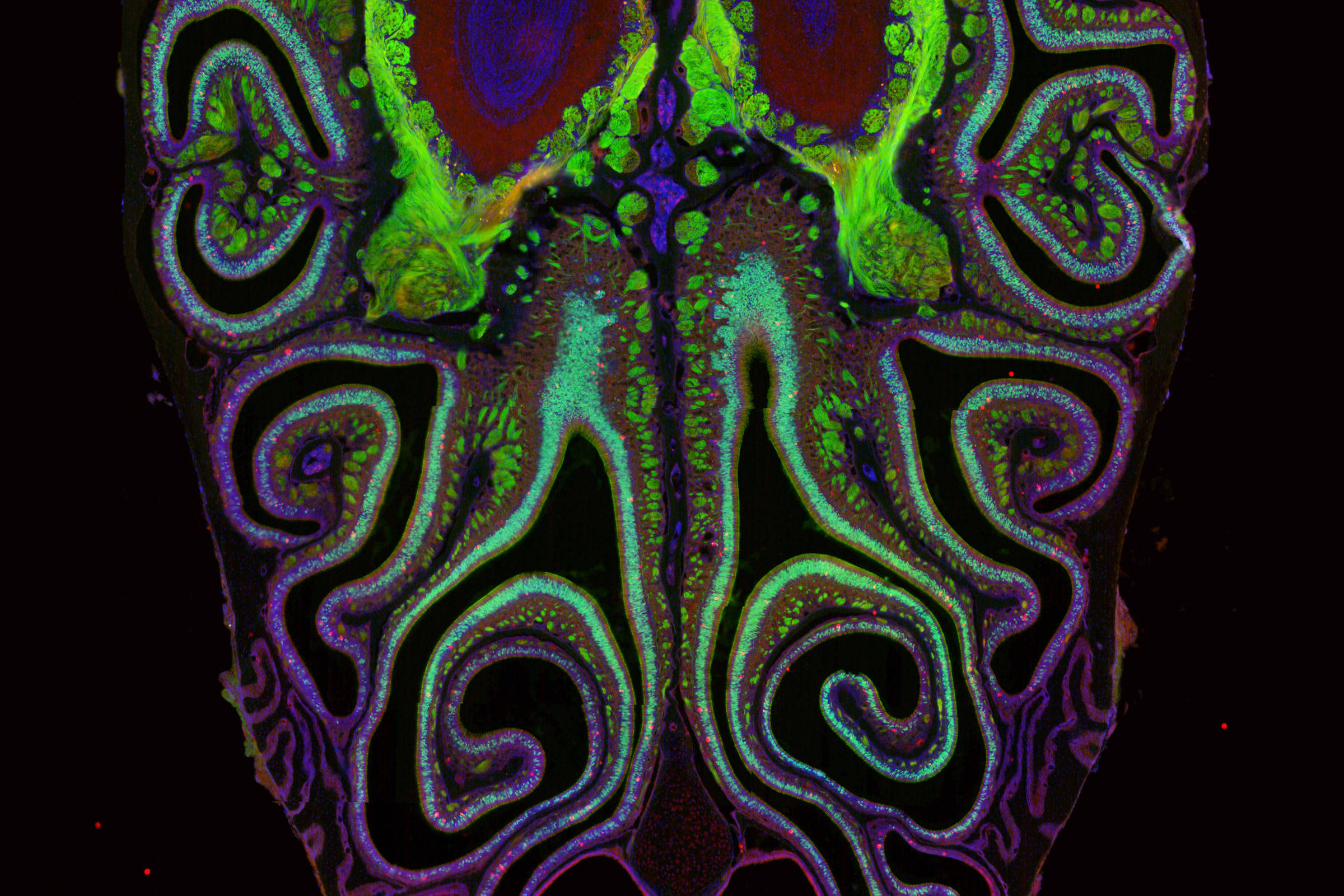 Corte transversal do nariz exibindo estruturas internas em cores fluorescentes. Áreas em verde, azul, roxo e vermelho destacam tecidos e cavidades nasais com padrões simétricos e complexos. Fundo preto realça os detalhes anatômicos.