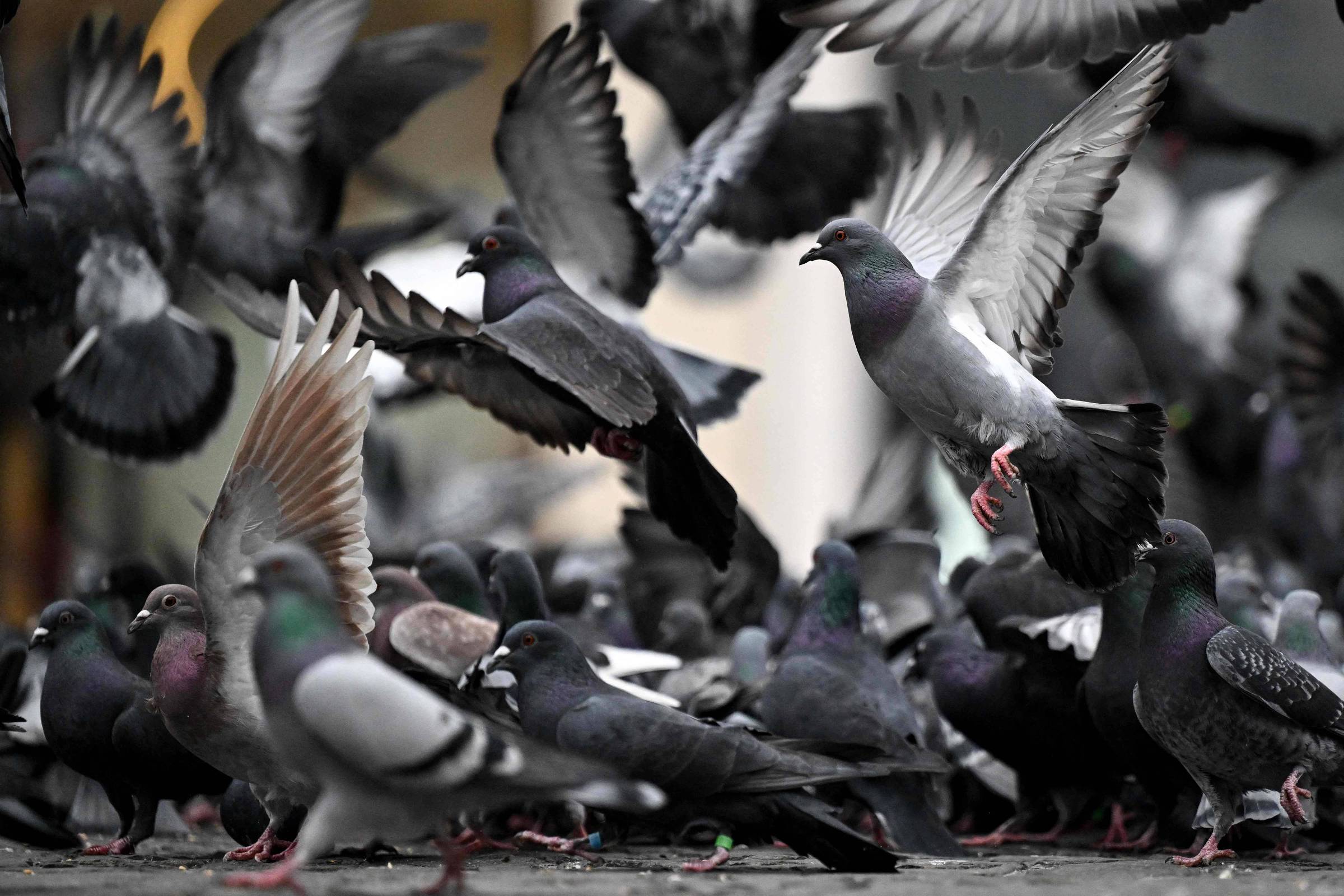 Vários pombos cinzentos com detalhes iridescentes nas penas estão agitados, alguns voando com asas abertas enquanto outros estão no chão, em ambiente urbano desfocado ao fundo.