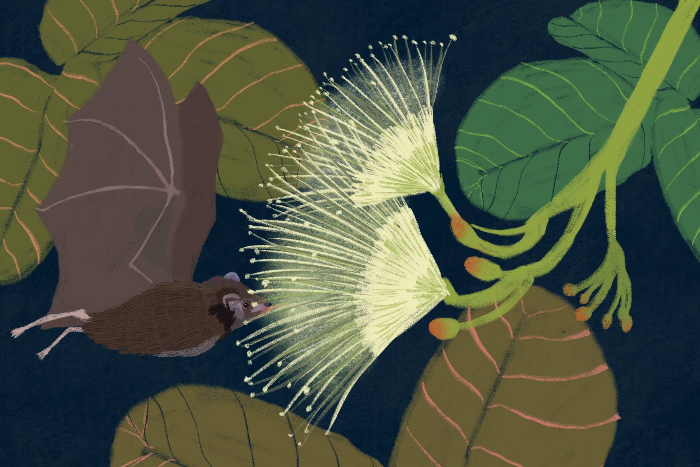 Ilustração mostra morcego marrom voando próximo a flores brancas com longos estames, cercadas por folhas verdes e marrons sobre fundo azul escuro.