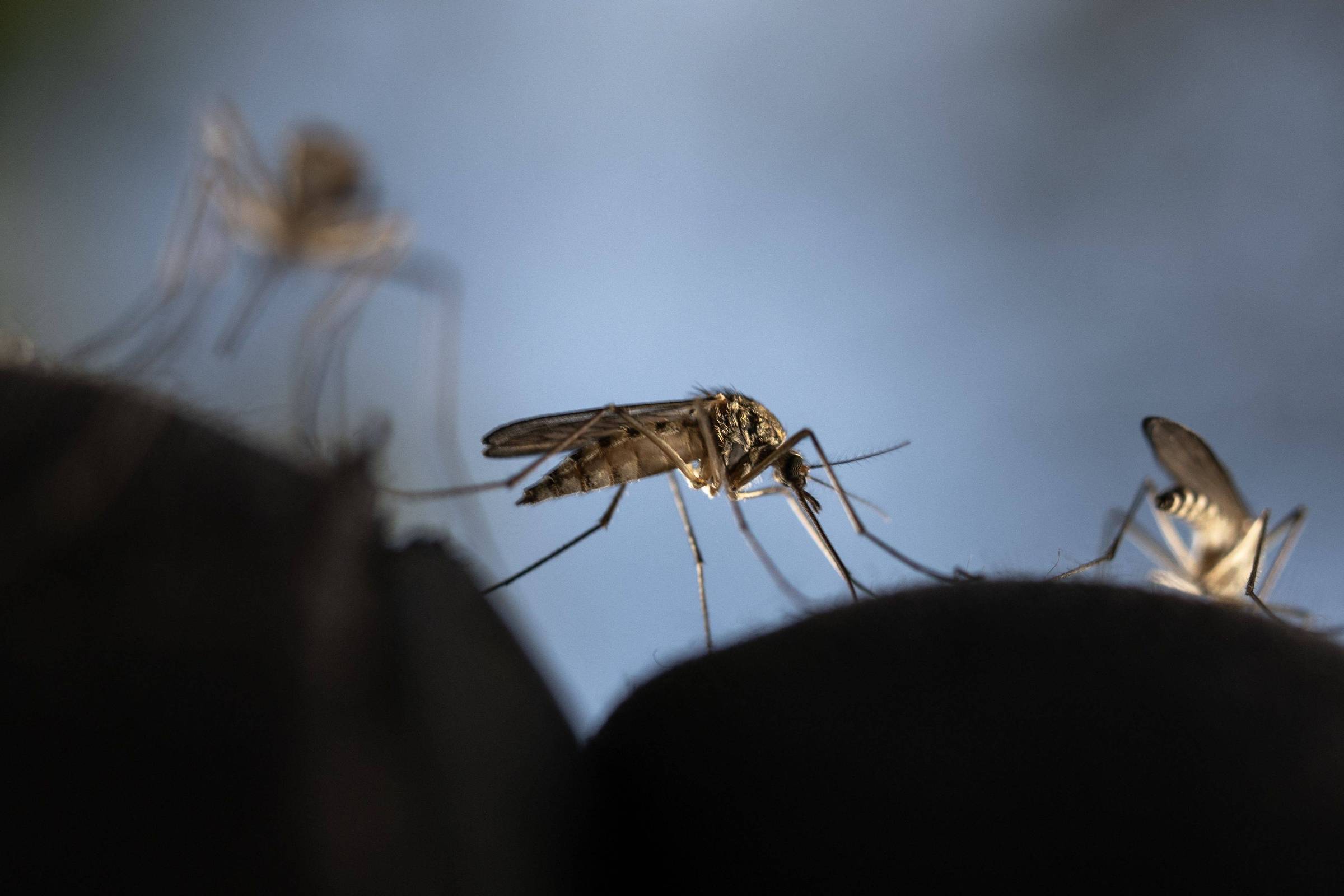 Mosquito em destaque pousado sobre superfície escura, com outros mosquitos desfocados ao fundo. Fundo azul claro desfocado.