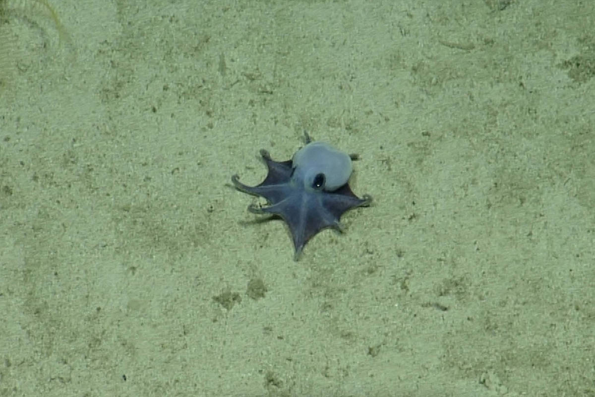 Polvo de cor azul escura repousa no fundo arenoso do mar, com seus tentáculos parcialmente estendidos.