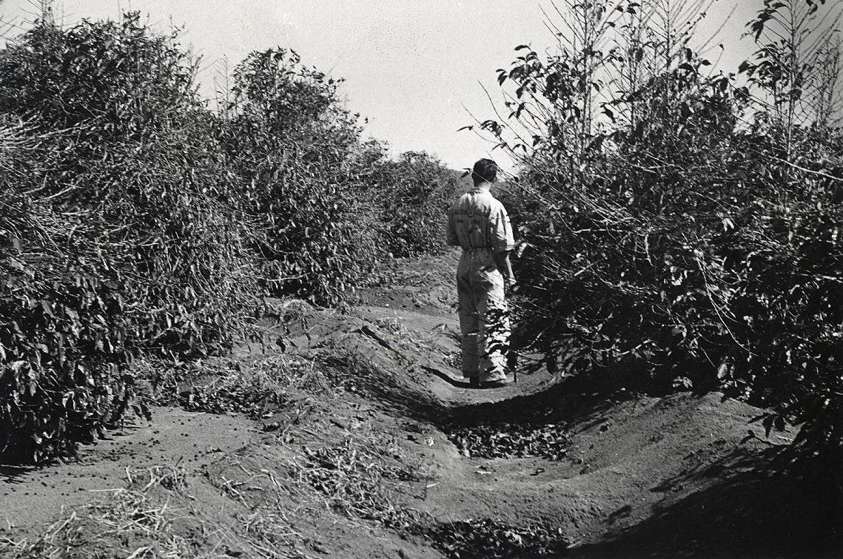A imagem mostra um homem de costas, vestido com um macacão claro, em uma área de vegetação densa. Ele está em um caminho estreito, cercado por arbustos e plantas altas. O solo parece seco e árido, com algumas pedras visíveis. A cena é em preto e branco, sugerindo que a foto é antiga.