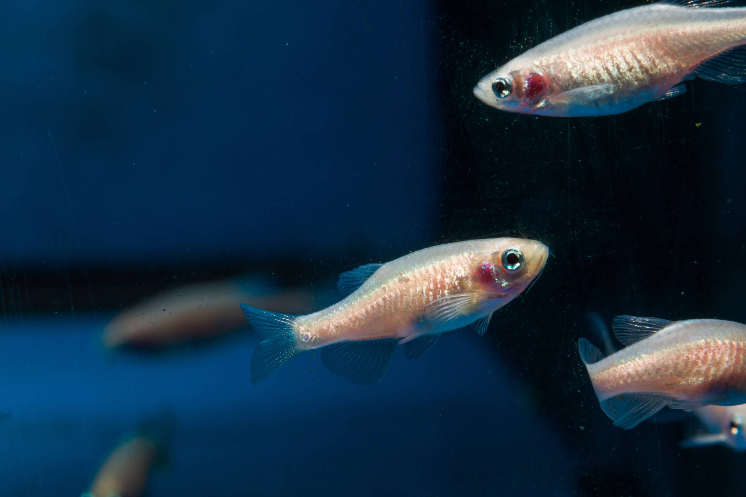 Peixes dormem de forma muito parecida com a nossa - 05/06/2026 - Ciência