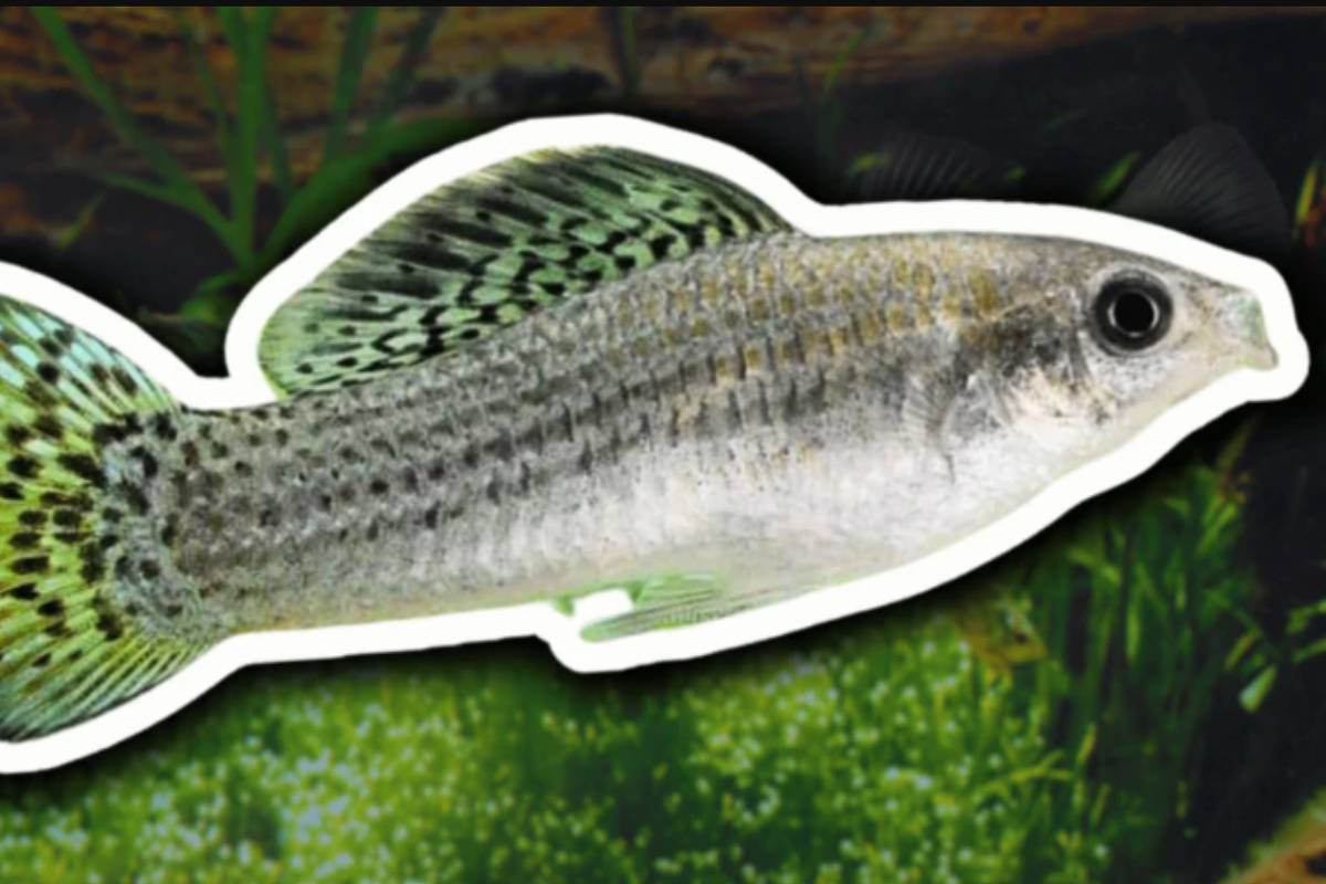 A espécie de peixe que vive sem machos há 100 mil anos - 06/06/2026 - Ciência
