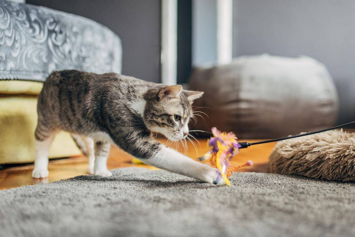 Gato cinza com listras brancas estica a pata dianteira para alcançar brinquedo de penas coloridas segurado por uma mão. Ambiente interno com tapete cinza, almofada marrom e sofá ao fundo.