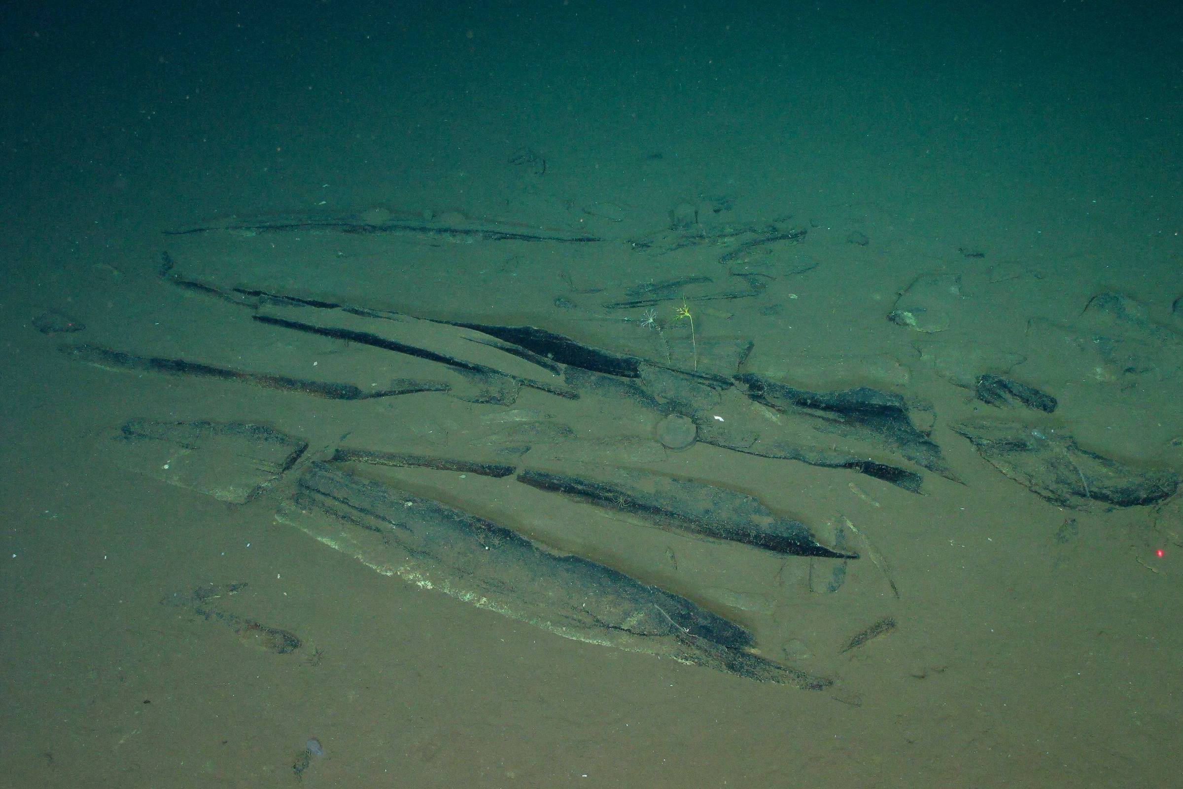 Cientistas descobrem cemitério de baleias no oceano Índico - 10/06/2026 - Ciência