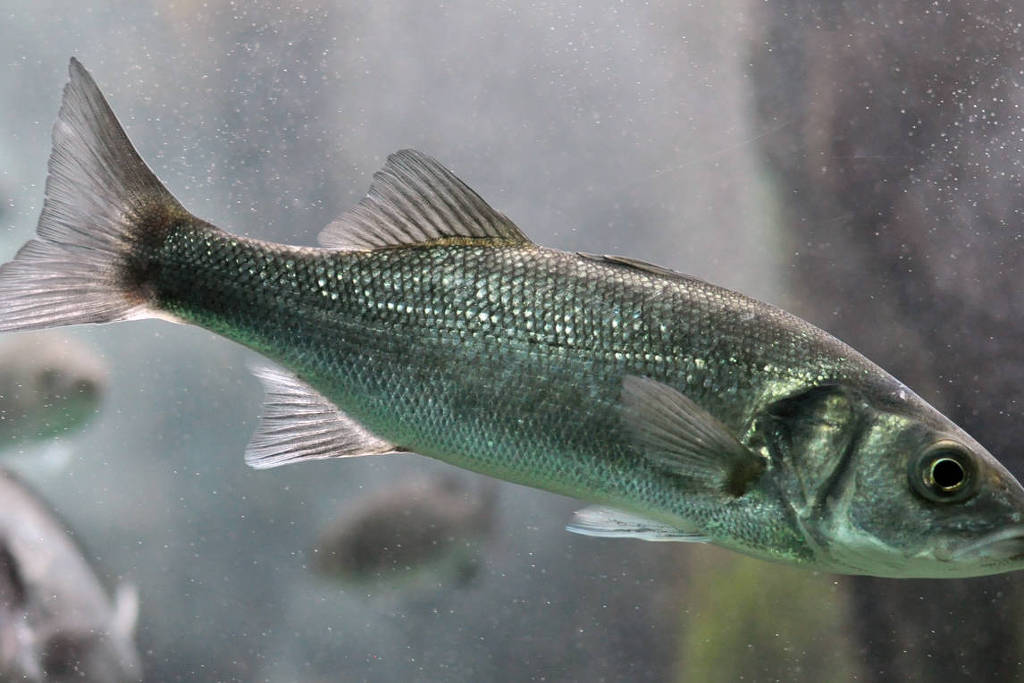 Peixe de corpo alongado e escamas prateadas com tonalidade esverdeada, nadando em água turva com fundo desfocado.