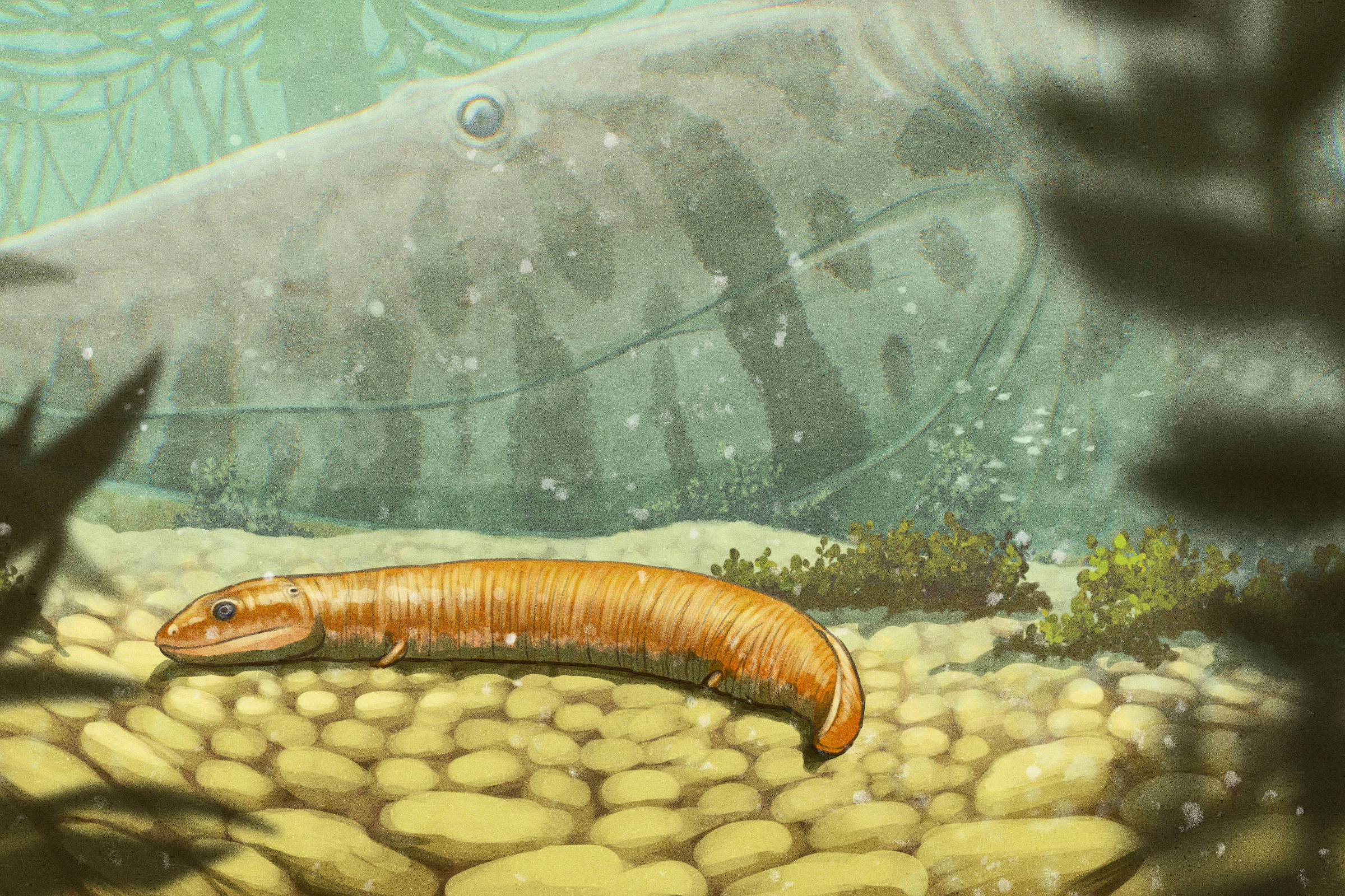 Tetrápode ancestral com corpo cinza e manchas escuras nada próximo ao fundo rochoso de um ambiente aquático. Em primeiro plano, o seu juvenil, com pequenas patas repousa sobre pedras arredondadas. Vegetação aquática e sombras completam a cena submersa.