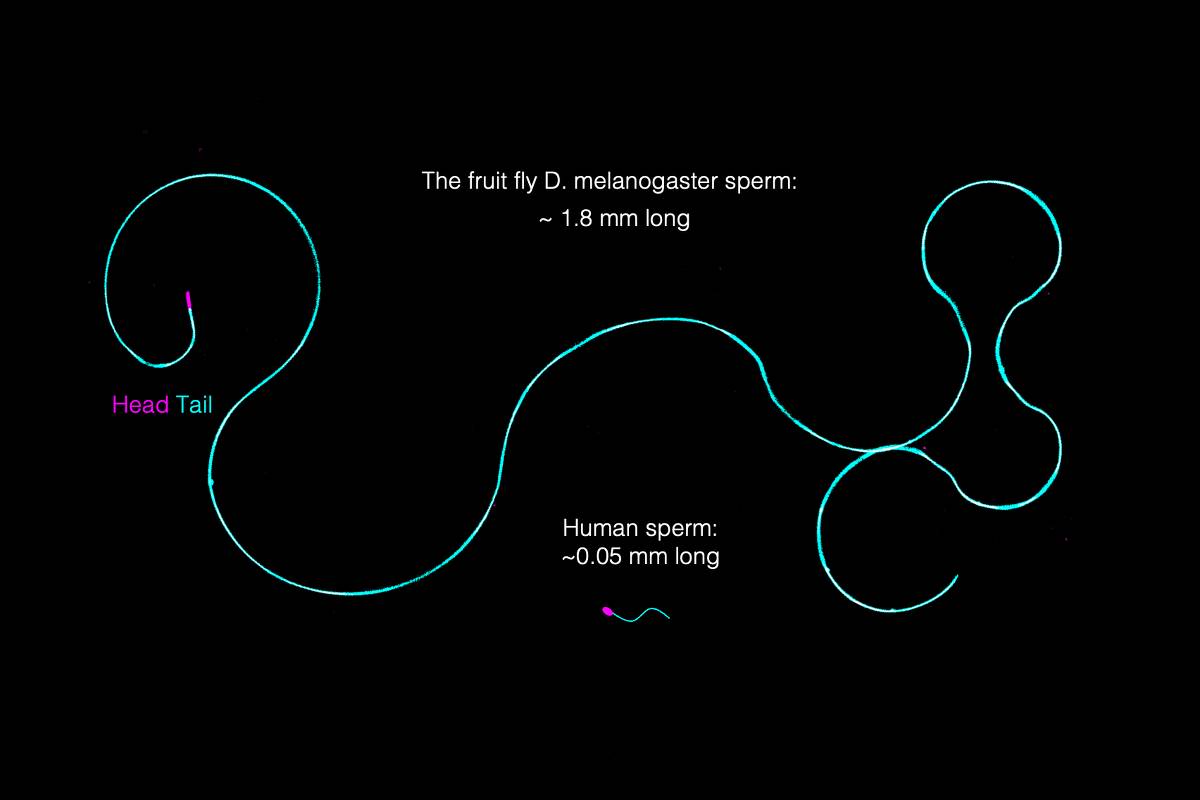 Ilustração mostra o espermatozoide da mosca-das-frutas D. melanogaster com cerca de 1,8 mm de comprimento, muito maior que o espermatozoide humano, que mede aproximadamente 0,05 mm. O espermatozoide da mosca tem cabeça em rosa e cauda em azul, com formato alongado e enrolado, enquanto o humano é pequeno e simples.