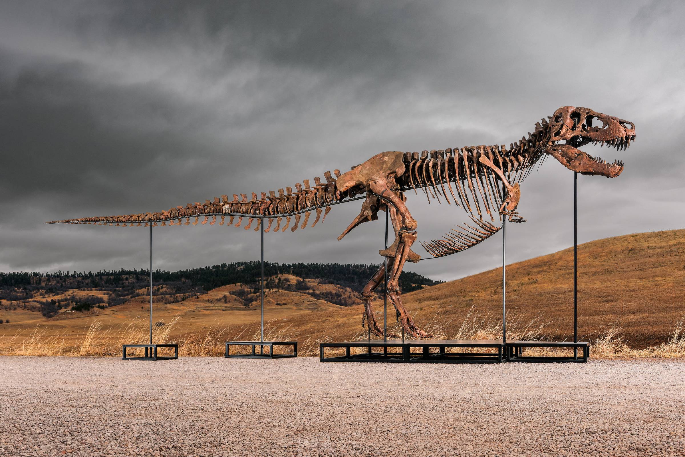 Fóssil de Tyrannosaurus rex é leiloado por R$ 256 milhões - 14/07/2026 - Ciência