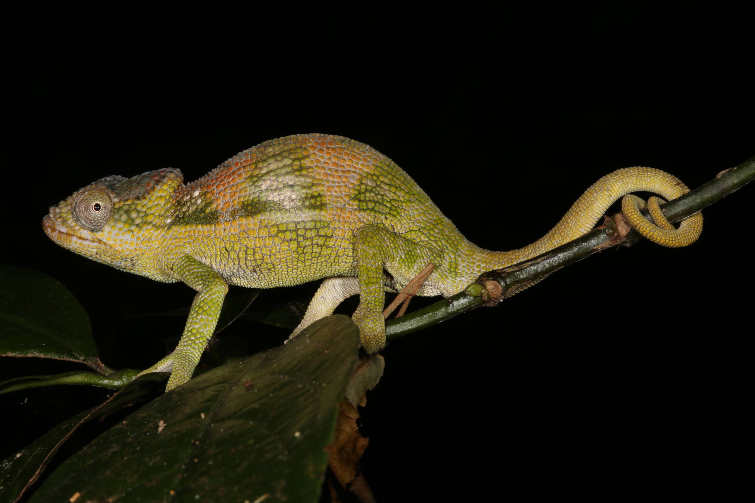 Camaleão com escamas verdes, amarelas e laranja camuflado em galho fino com cauda enrolada. Fundo preto destaca o réptil e folhas escuras.