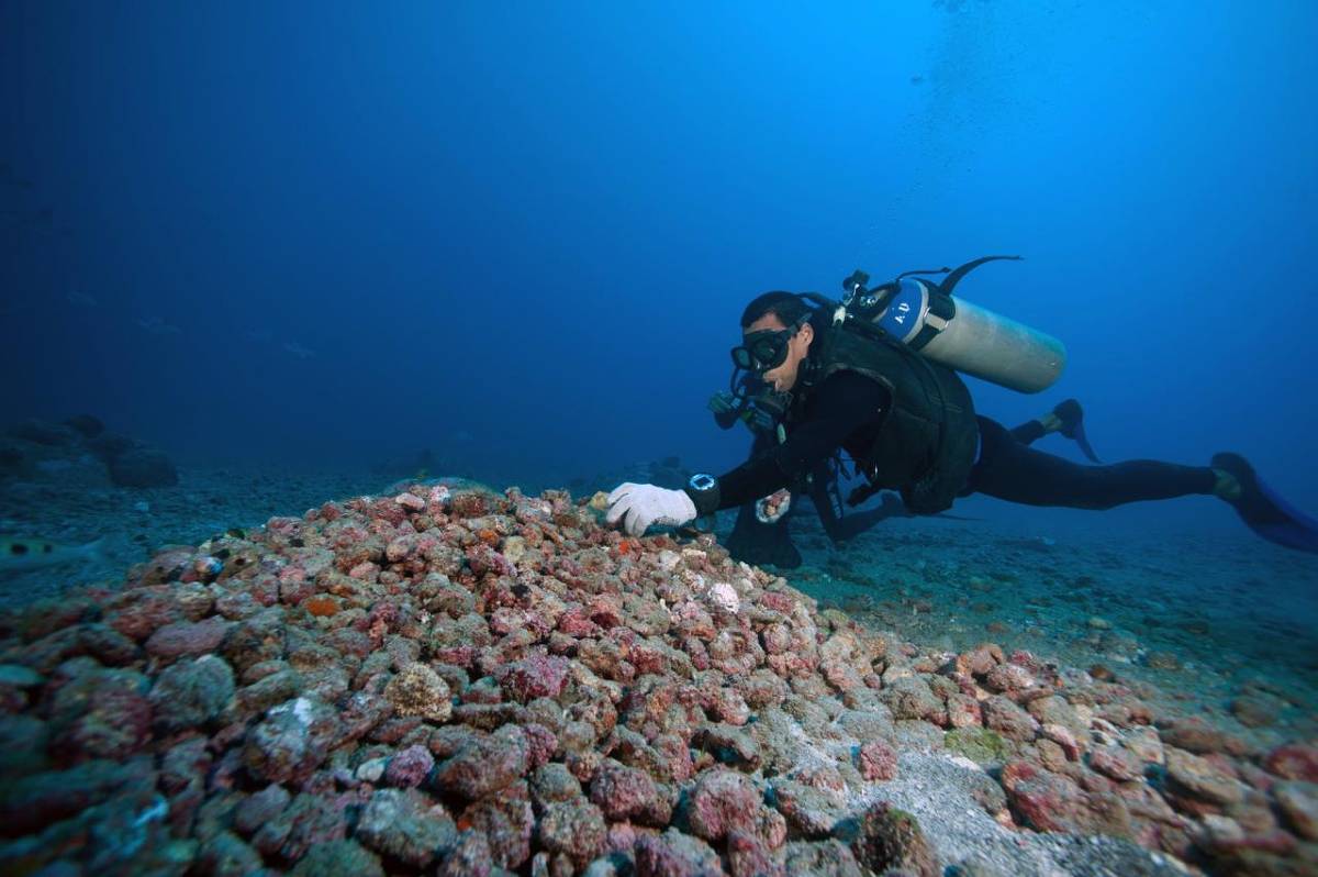 Mergulhador equipado com cilindro de oxigênio e roupa de neoprene nada próximo a um recife de corais no fundo do mar. O ambiente é azul e a visibilidade é clara, com o fundo arenoso visível.