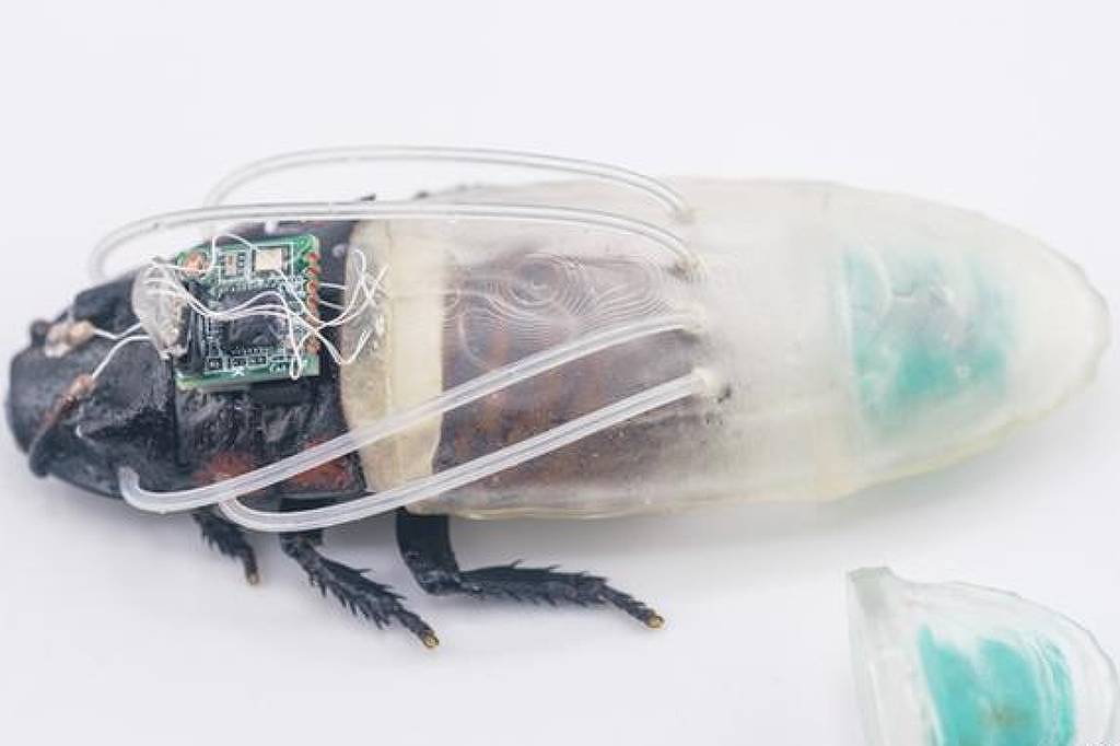 Besouro com corpo parcialmente transparente exibindo circuitos eletrônicos e tubos conectados ao dorso. Parte frontal preta e pernas visíveis em fundo branco.