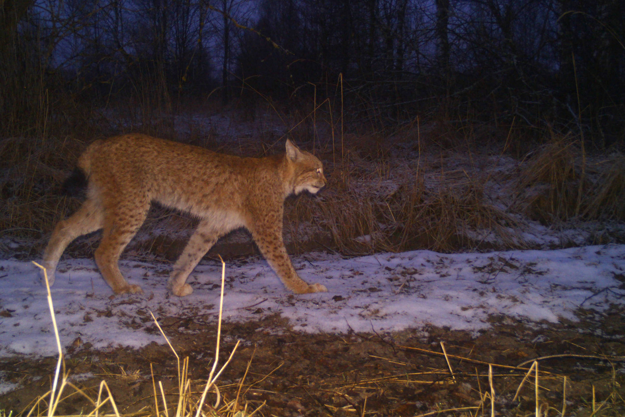 Lince caminha sobre solo parcialmente coberto por neve, com vegetação seca ao redor e árvores ao fundo em ambiente de pouca luz.