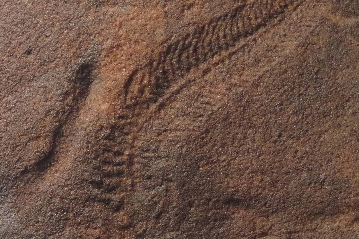 Fóssil alongado com segmentos visíveis em relevo na superfície de uma rocha marrom avermelhada, mostrando detalhes da estrutura corporal fossilizada.
