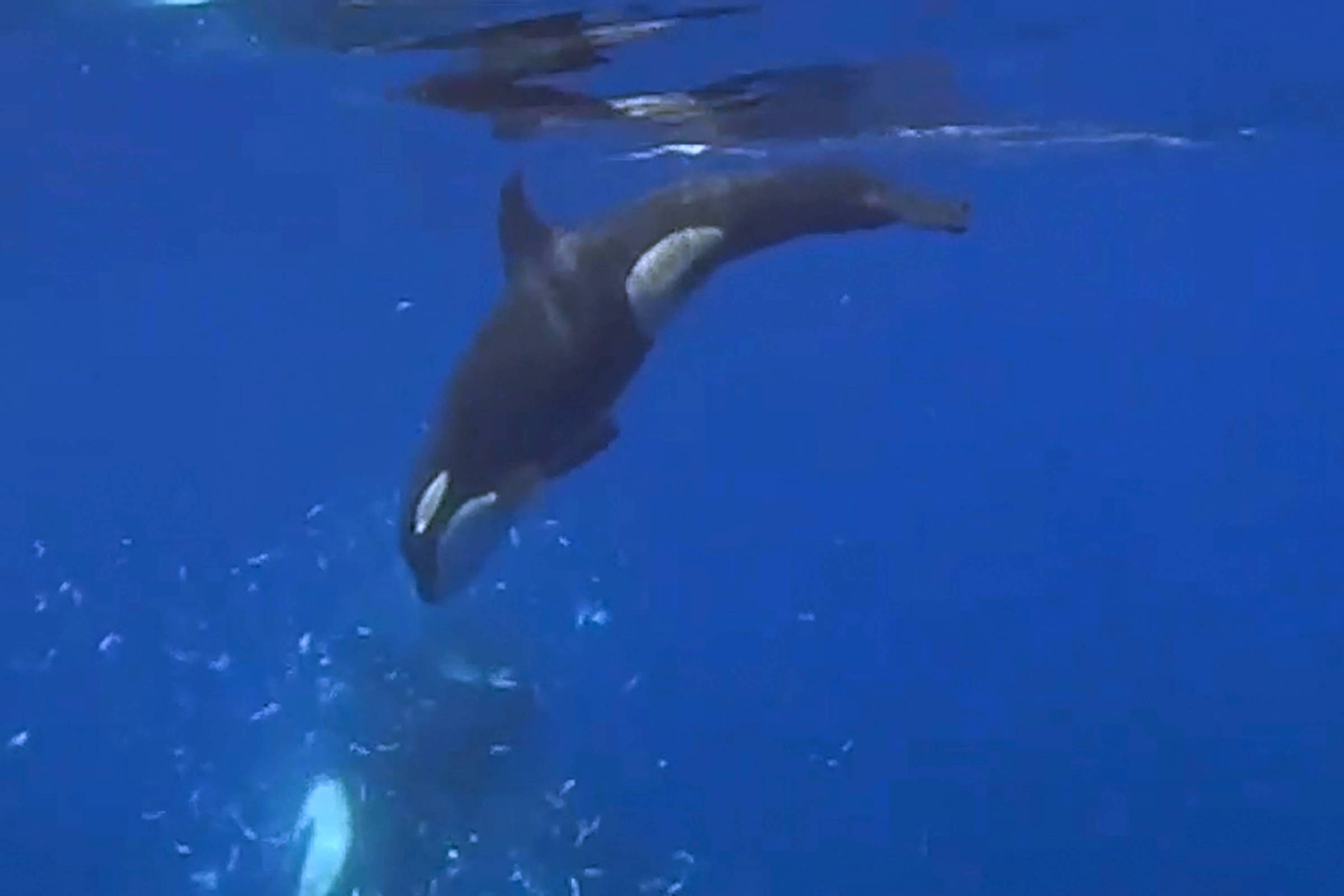 Orcas atacam peixe gigante e o despedaçam com golpe; veja - 24/07/2026 - Ciência