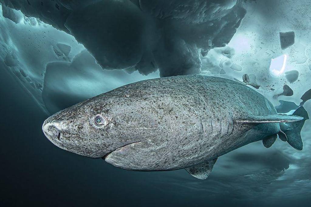 Peixe pré-histórico grande com corpo robusto e escamas detalhadas nada em águas profundas. Fundo mostra rochas e luz filtrada pela superfície.