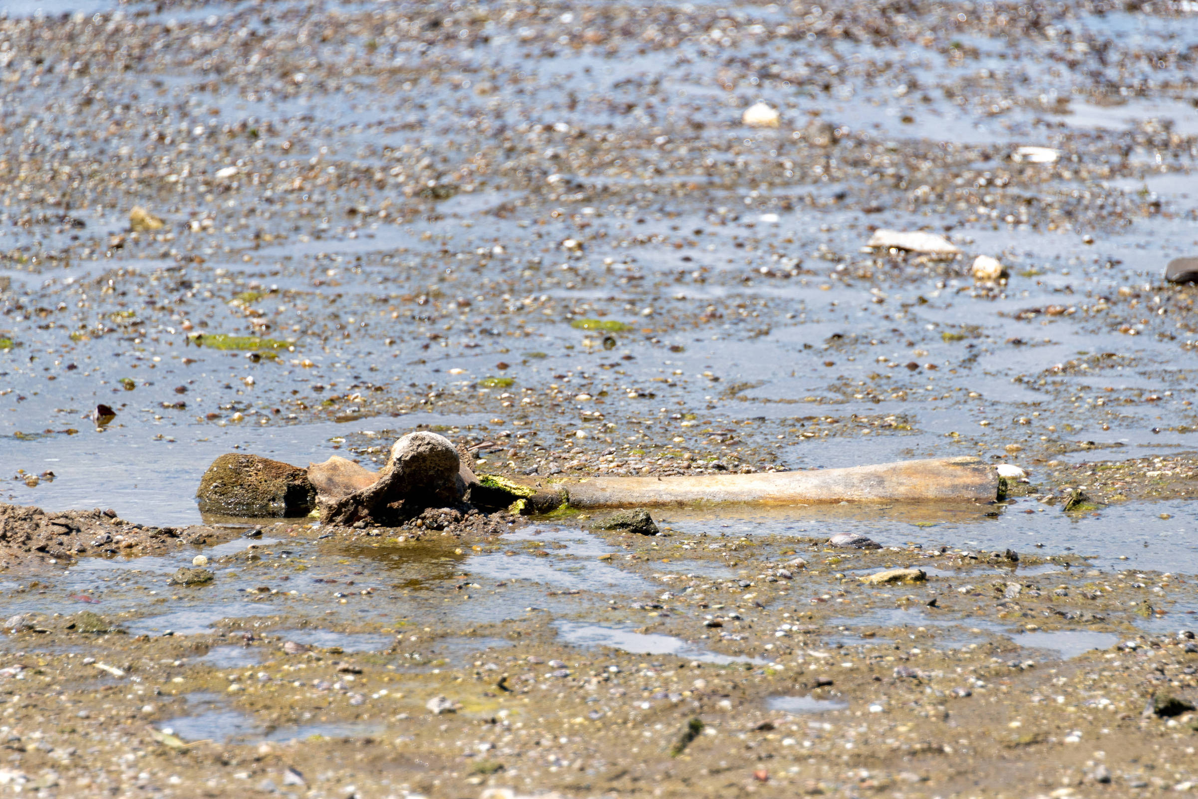 Osso longo humano, possivelmente um fêmur, parcialmente exposto e enterrado em lama úmida de praia com pequenos detritos ao redor.