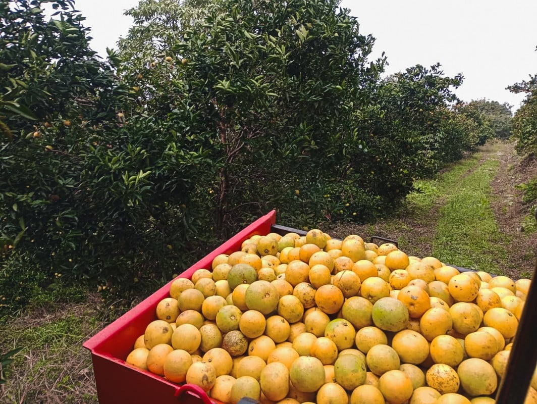 Norte se consolida como maior polo produtivo de laranjas do Estado