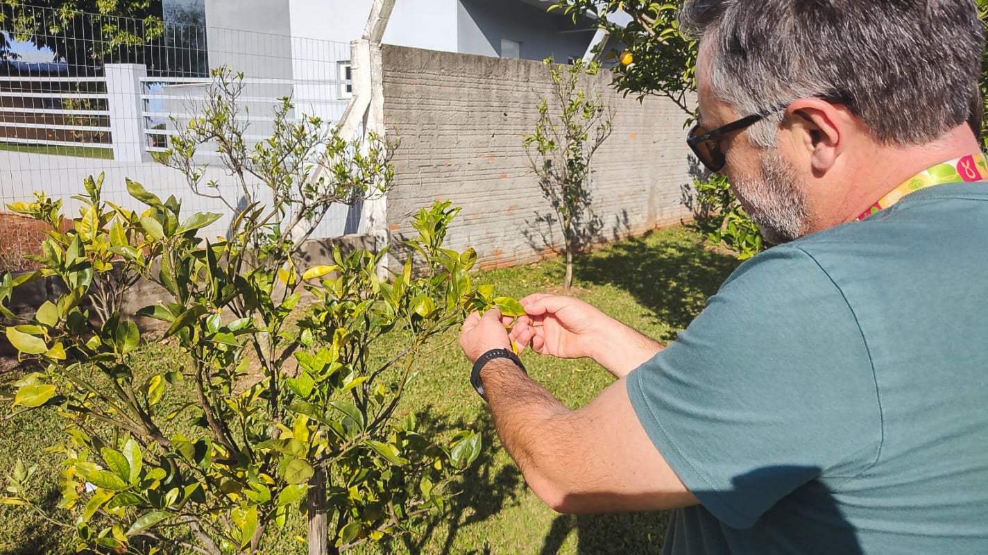 Principal hip&oacute;tese indica que a doen&ccedil;a deve ter entrado no Estado por meio do com&eacute;rcio irregular de mudas. | Seapi/Divulga&ccedil;&atilde;o/JC
