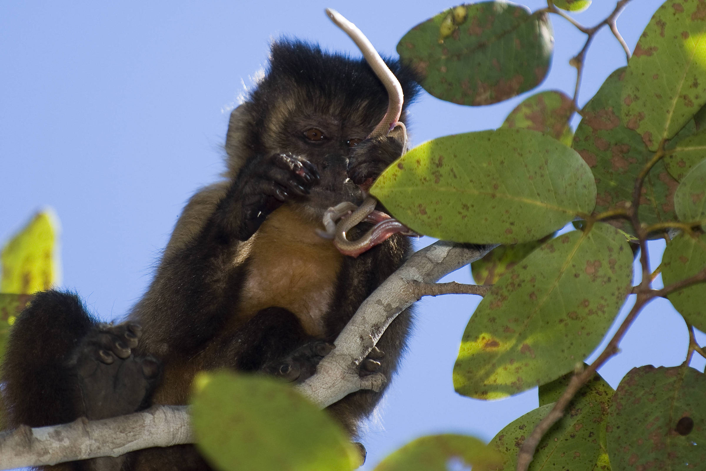 Sem frutas, macaco-prego vira caçador, tal como hominínios - 29/08/2026 - Reinaldo José Lopes
