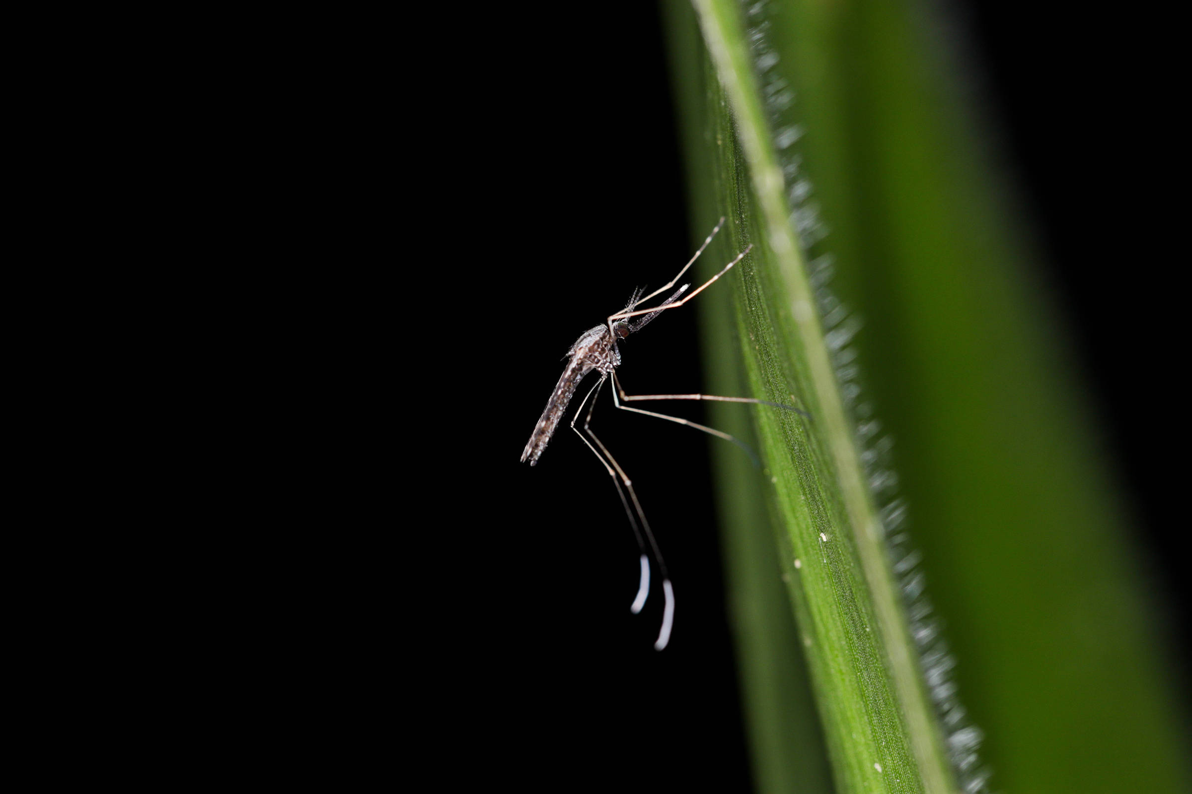 Mosquito de corpo fino e pernas longas pousado na lateral de uma folha verde. Fundo completamente preto destaca o inseto e a textura da folha.