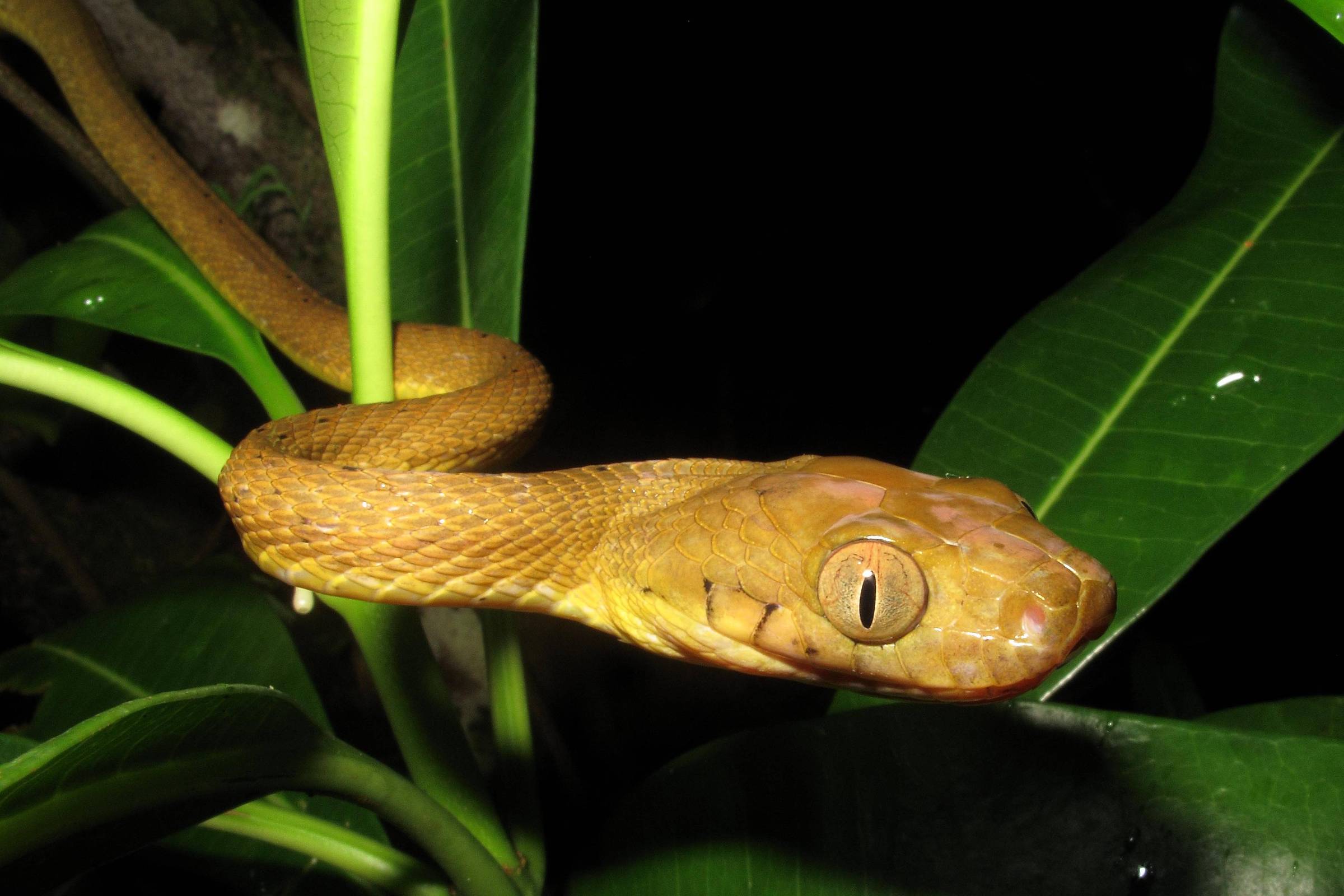 Cobra marrom com escamas visíveis enrolada em galhos e folhas verdes de planta. Fundo escuro indica ambiente noturno.