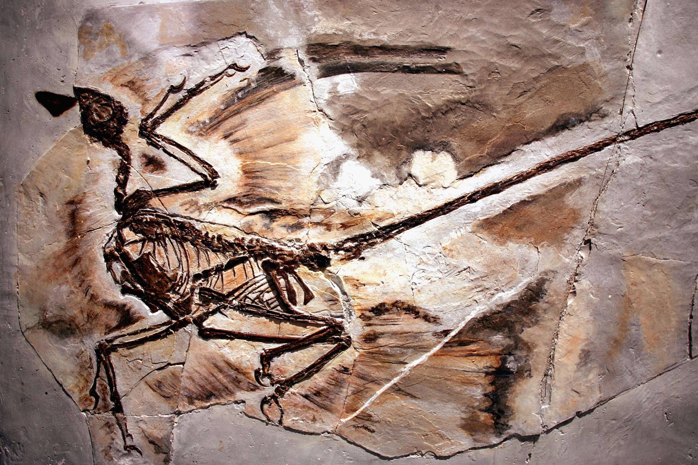 Fóssil detalhado de dinossauro com estrutura óssea visível e impressões de penas ao redor, preservado em rocha clara.