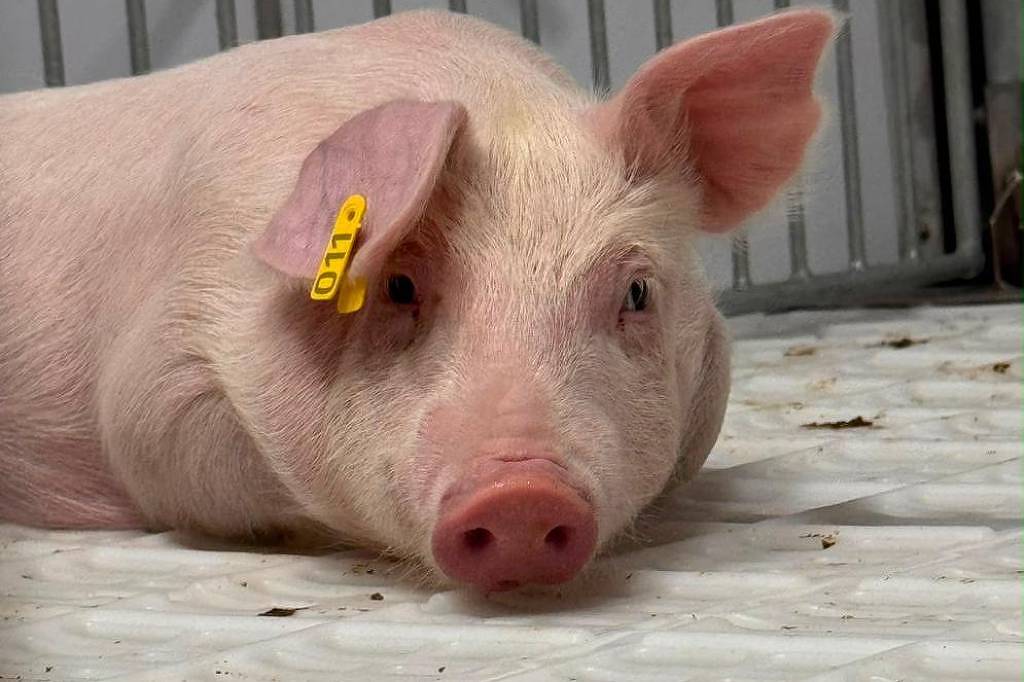 Porco rosa deitado no chão branco texturizado dentro de um espaço cercado por grades metálicas. O animal tem uma etiqueta amarela com o número 011 na orelha esquerda.