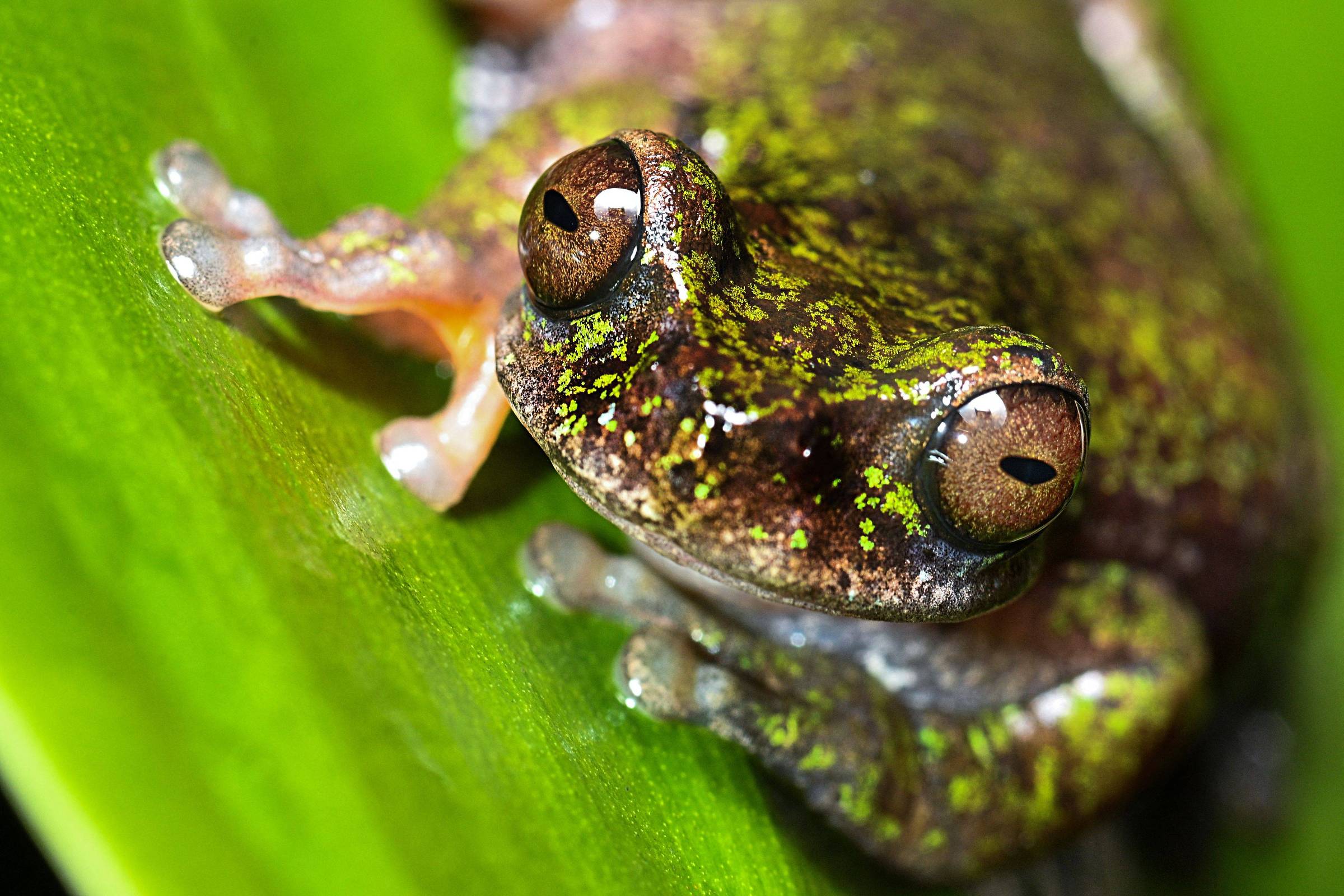 Rã pequena com pele manchada de verde e marrom repousa sobre uma folha verde. Olhos grandes e brilhantes são visíveis em close.