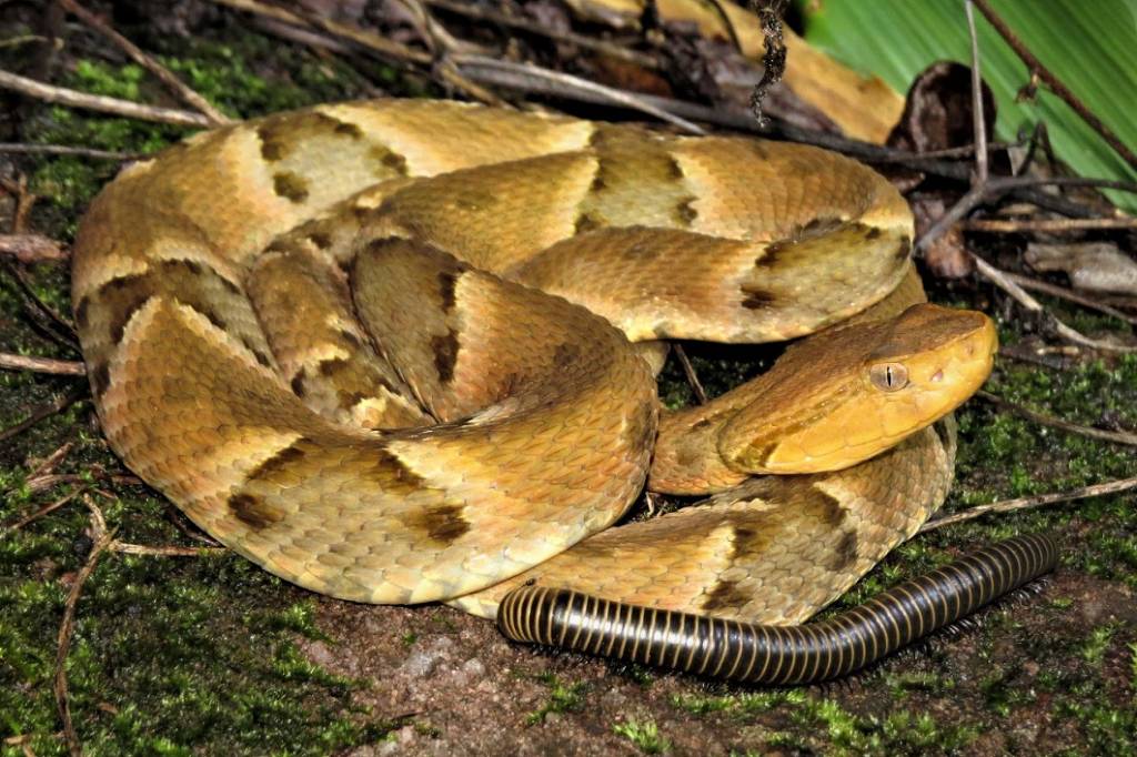 Estudo revela origem de truque de cobra para atrair presa - 12/08/2026 - Darwin e Deus